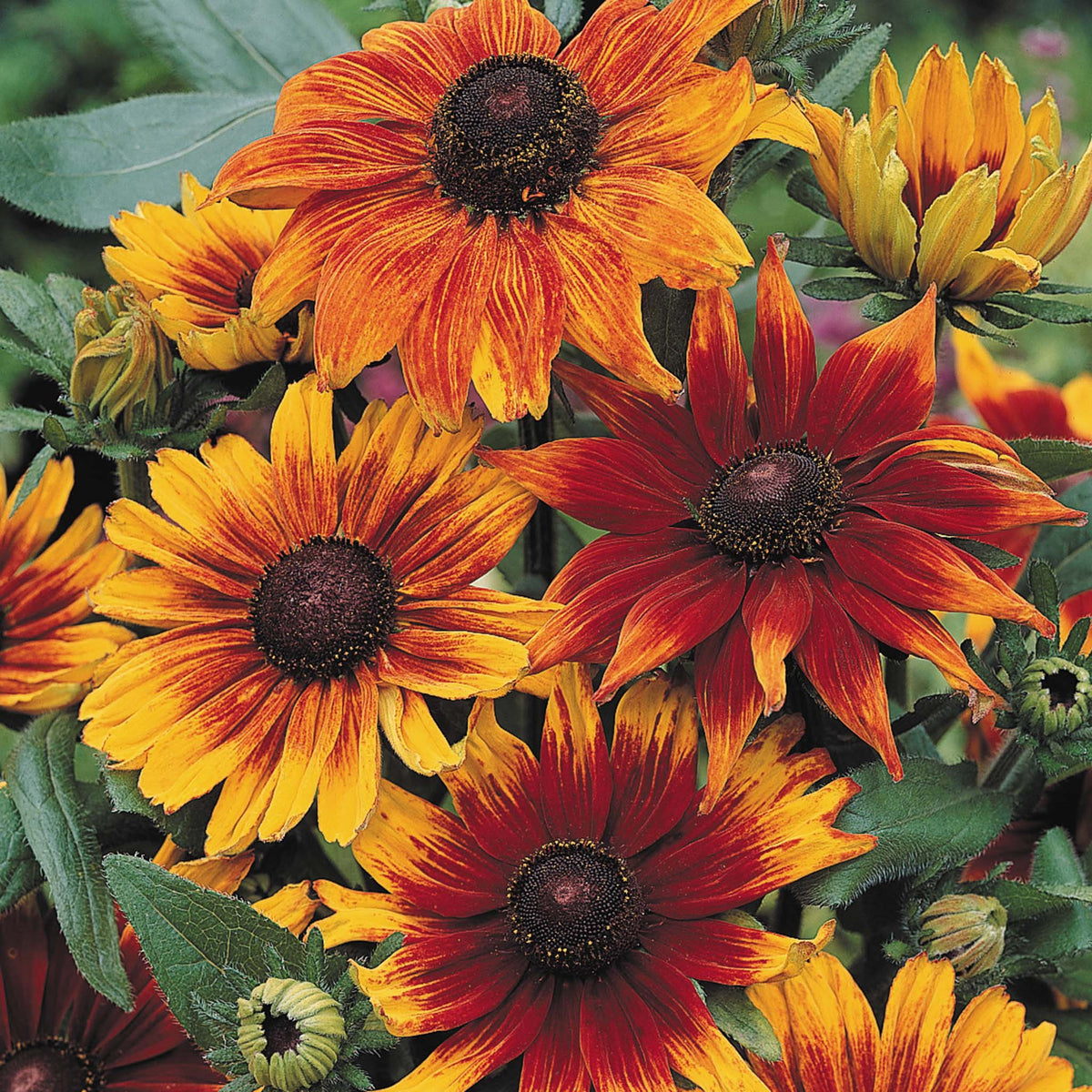 Rudbeckia, Autumn Colors