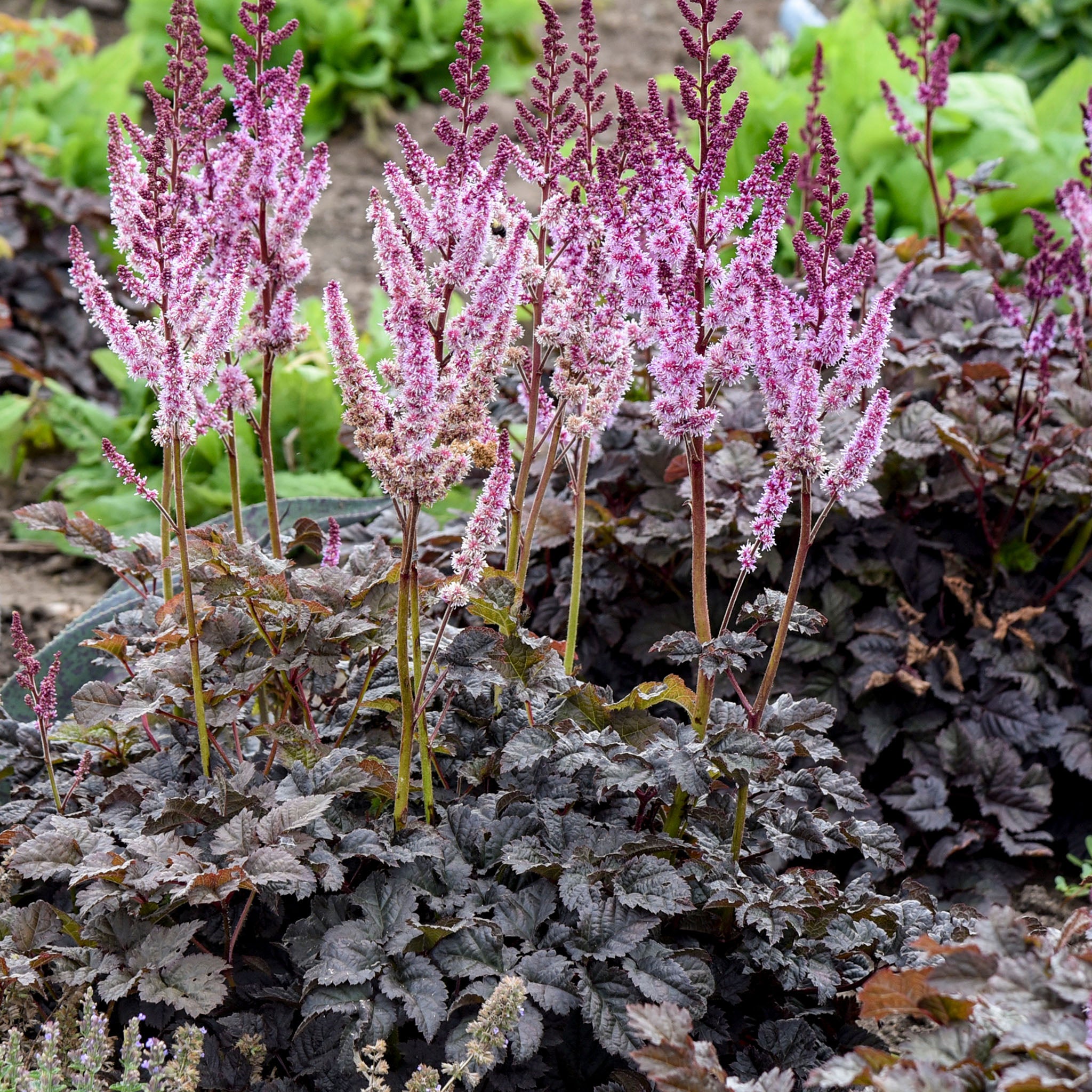 Astilbe, Dark Side of the Moon