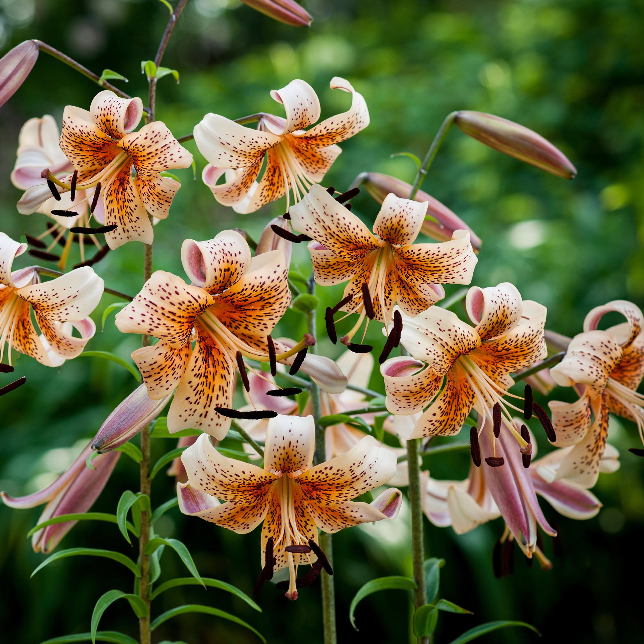 Lily, Tiger Babies, 5 Pack