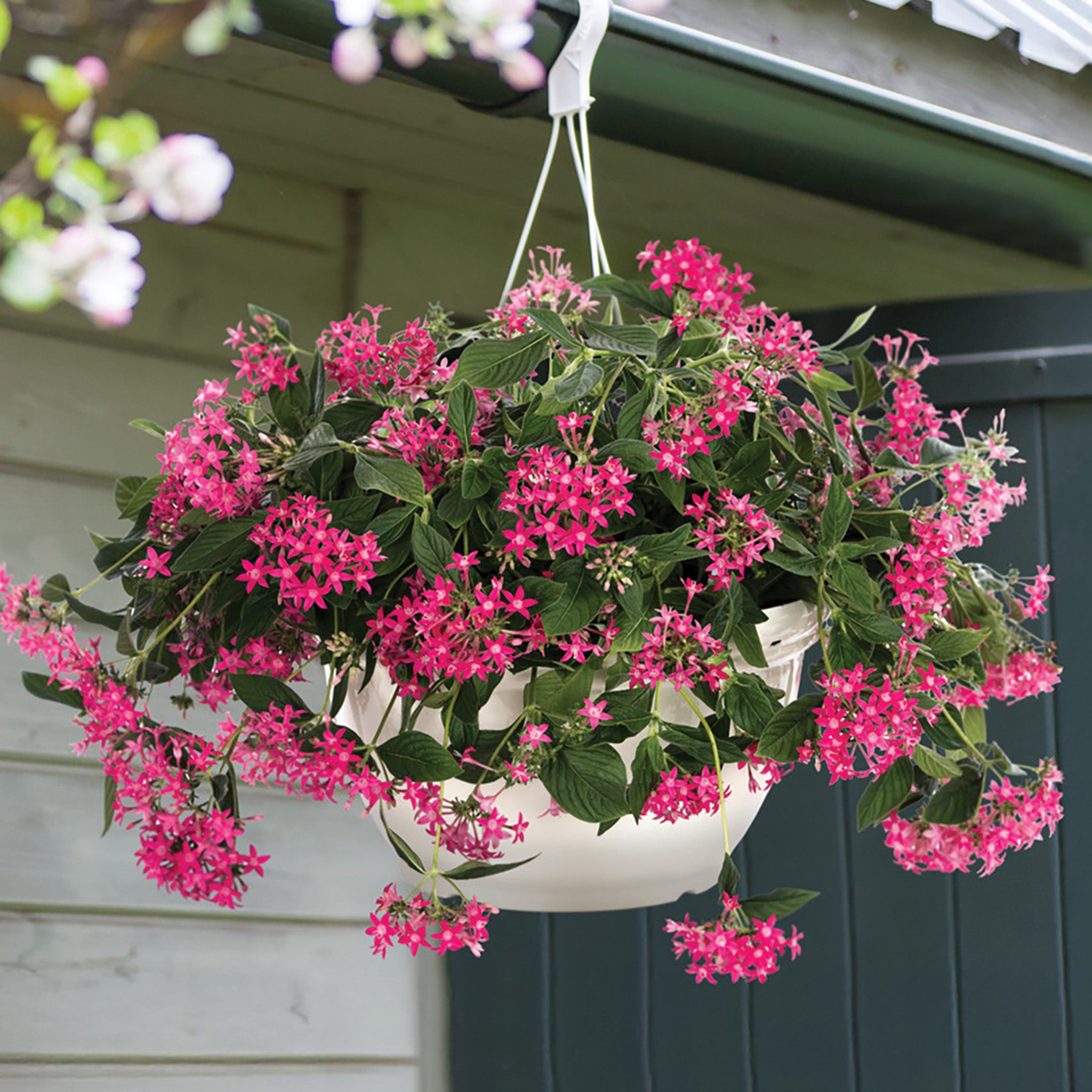 Pentas, Graffiti® Falls Rose Hybrid