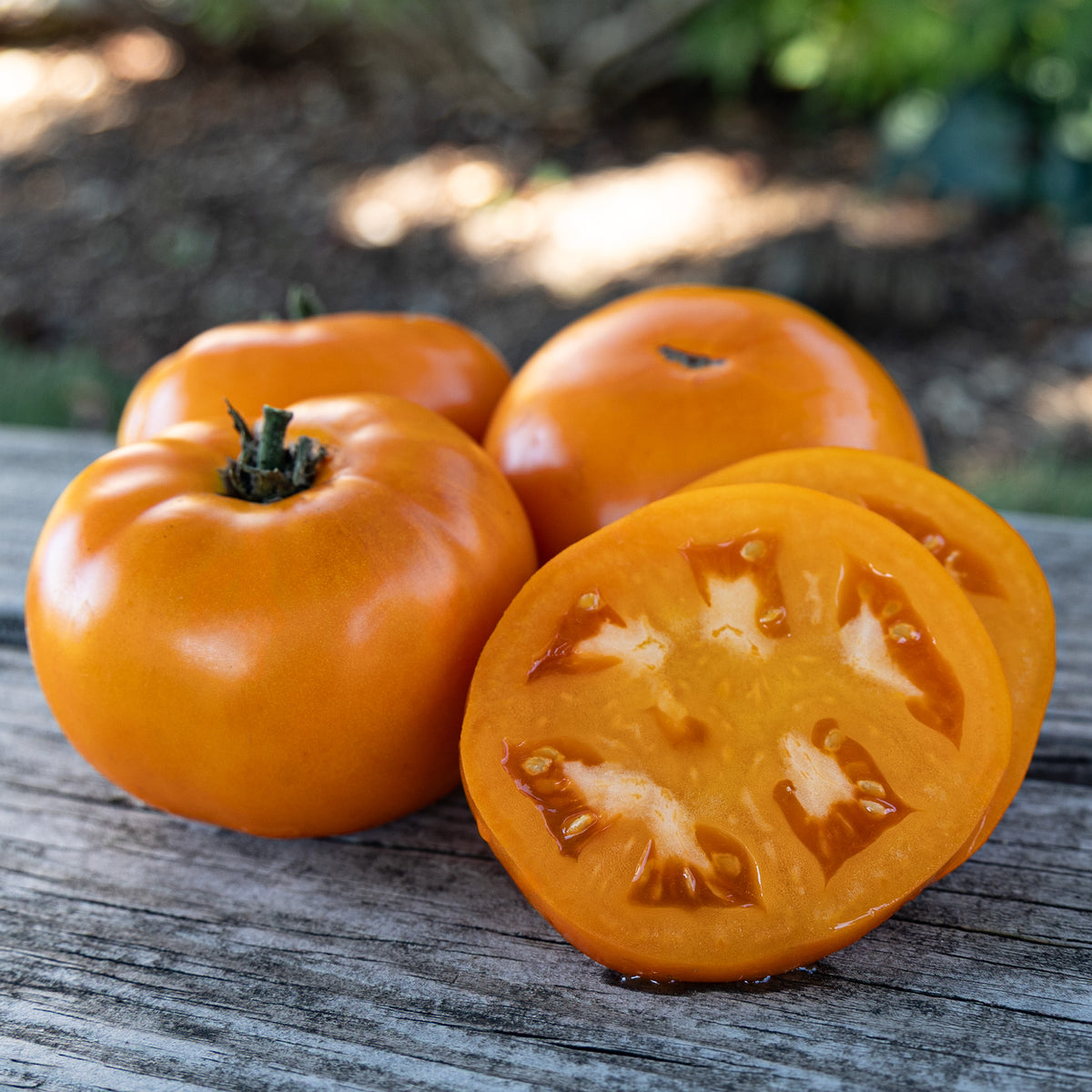 Tomato, Golden Jubilee