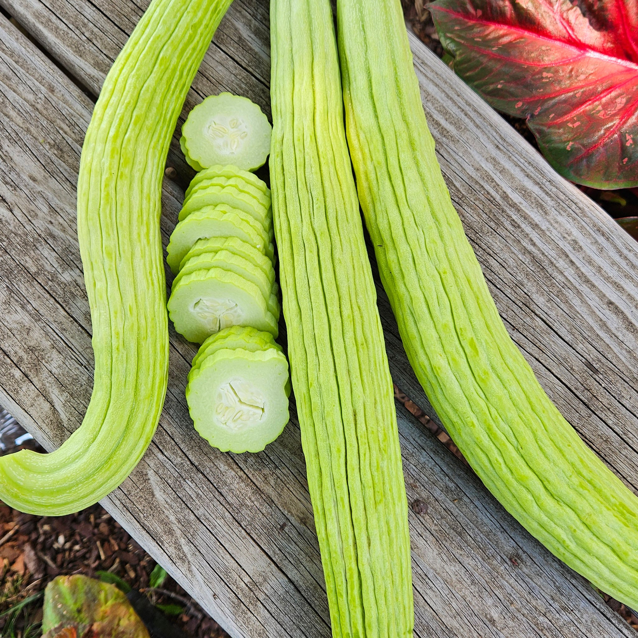 Cucumber, Armenian Pale Green