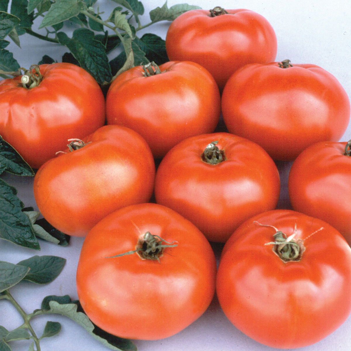 Tomato, Jet Star Hybrid