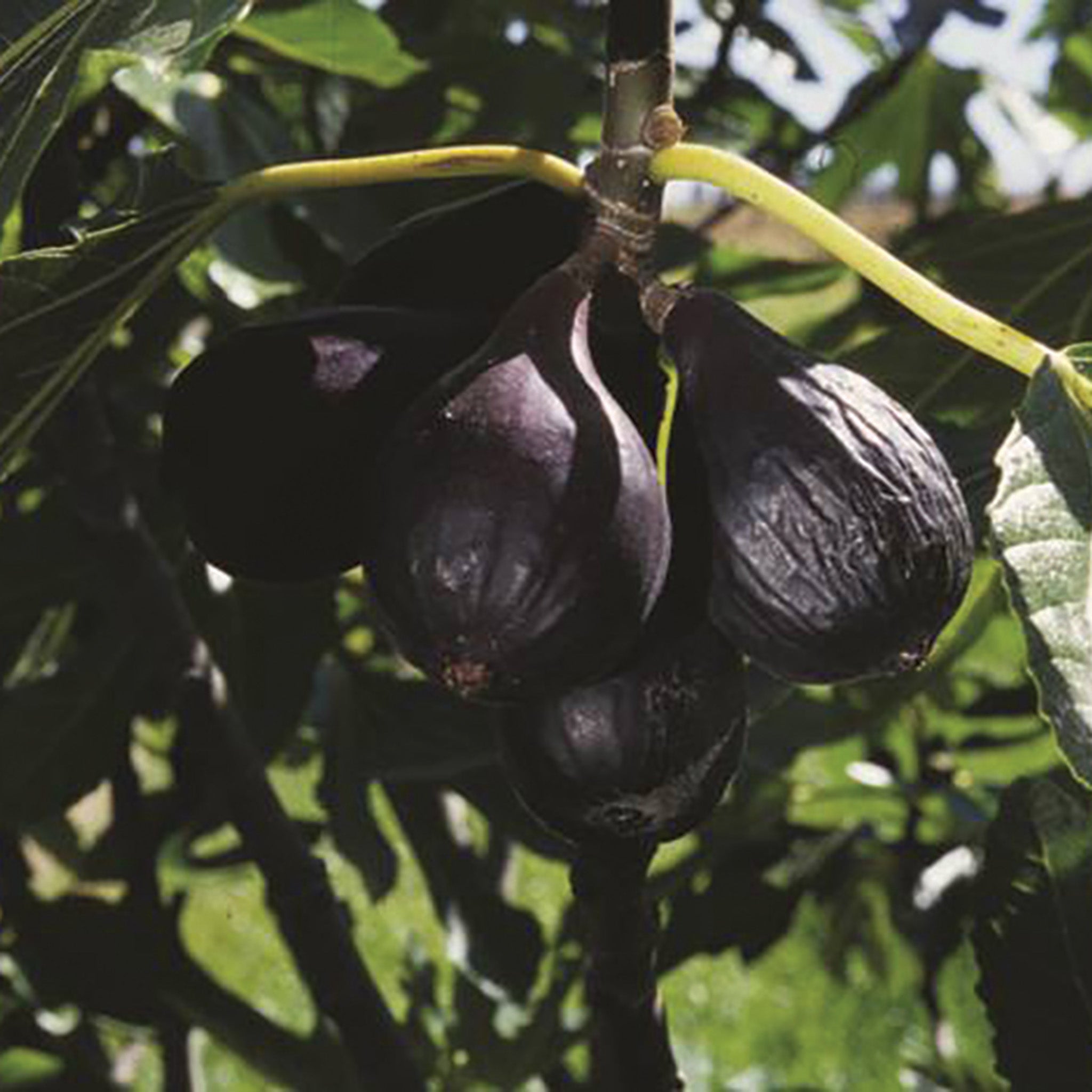 Fig, Dwarf, Negronne