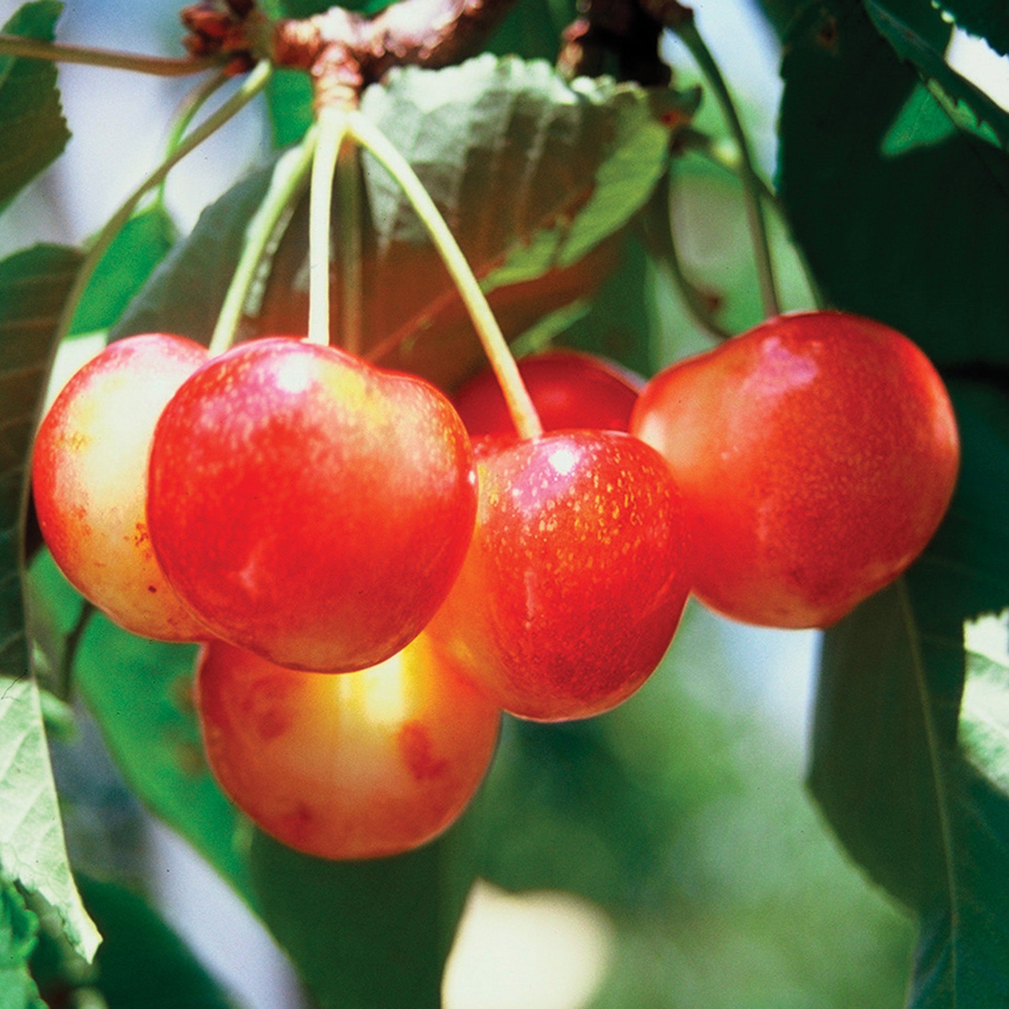 Cherry, Standard, Sweet, WhiteGold®