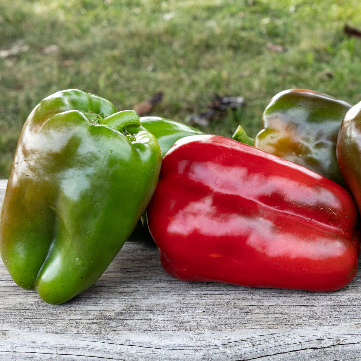 Pepper, Sweet, Ozark Giant