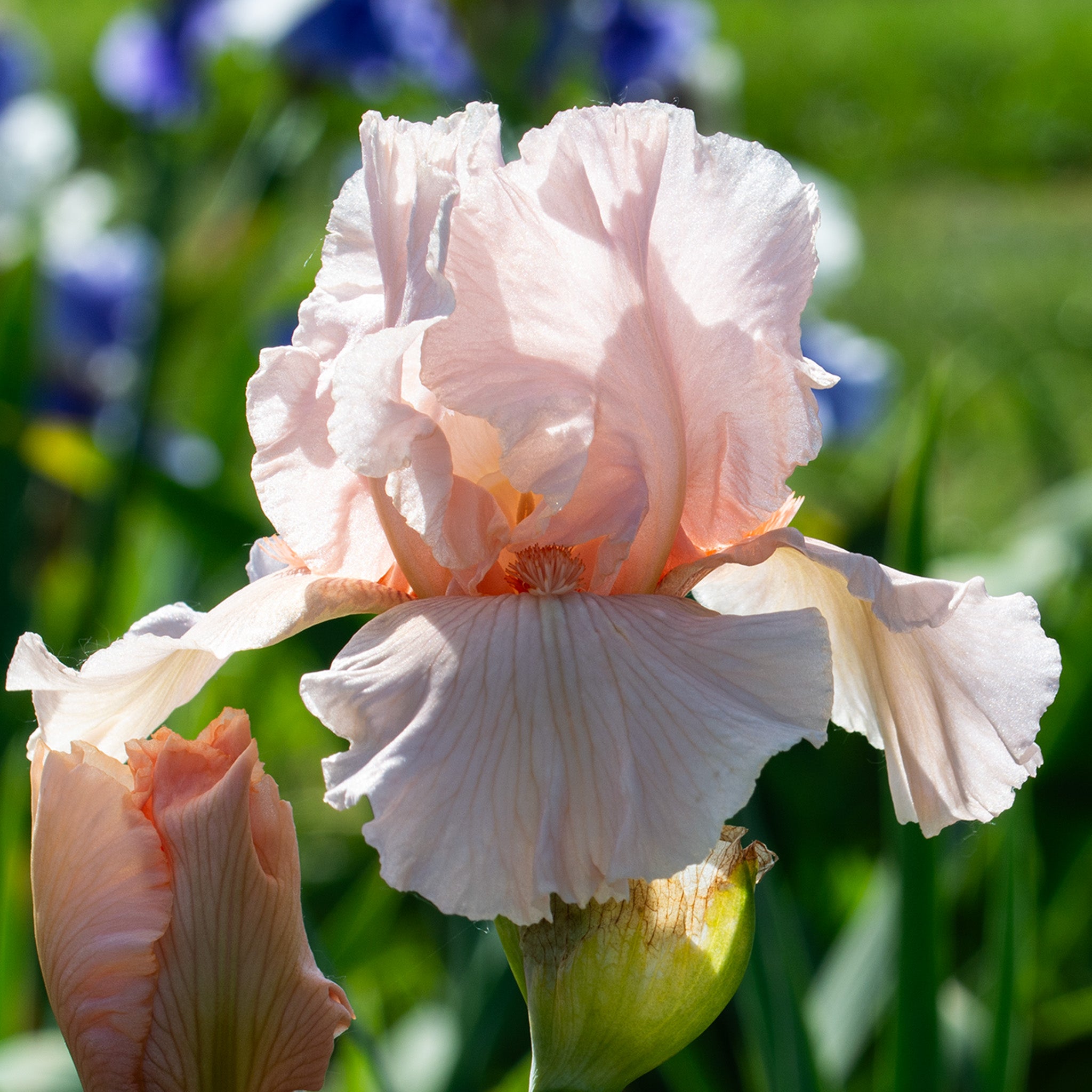 Iris, Reblooming Bearded, October Splendor