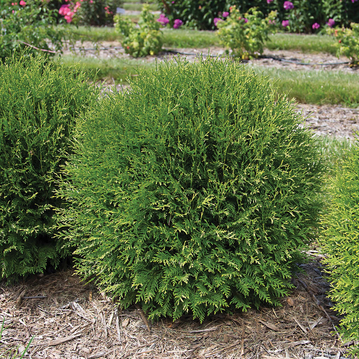 Arborvitae, Planet Earth®
