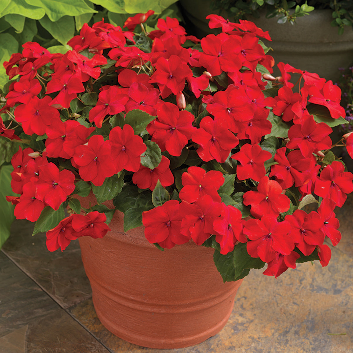 Impatiens, Accent™ Premium Red Hybrid