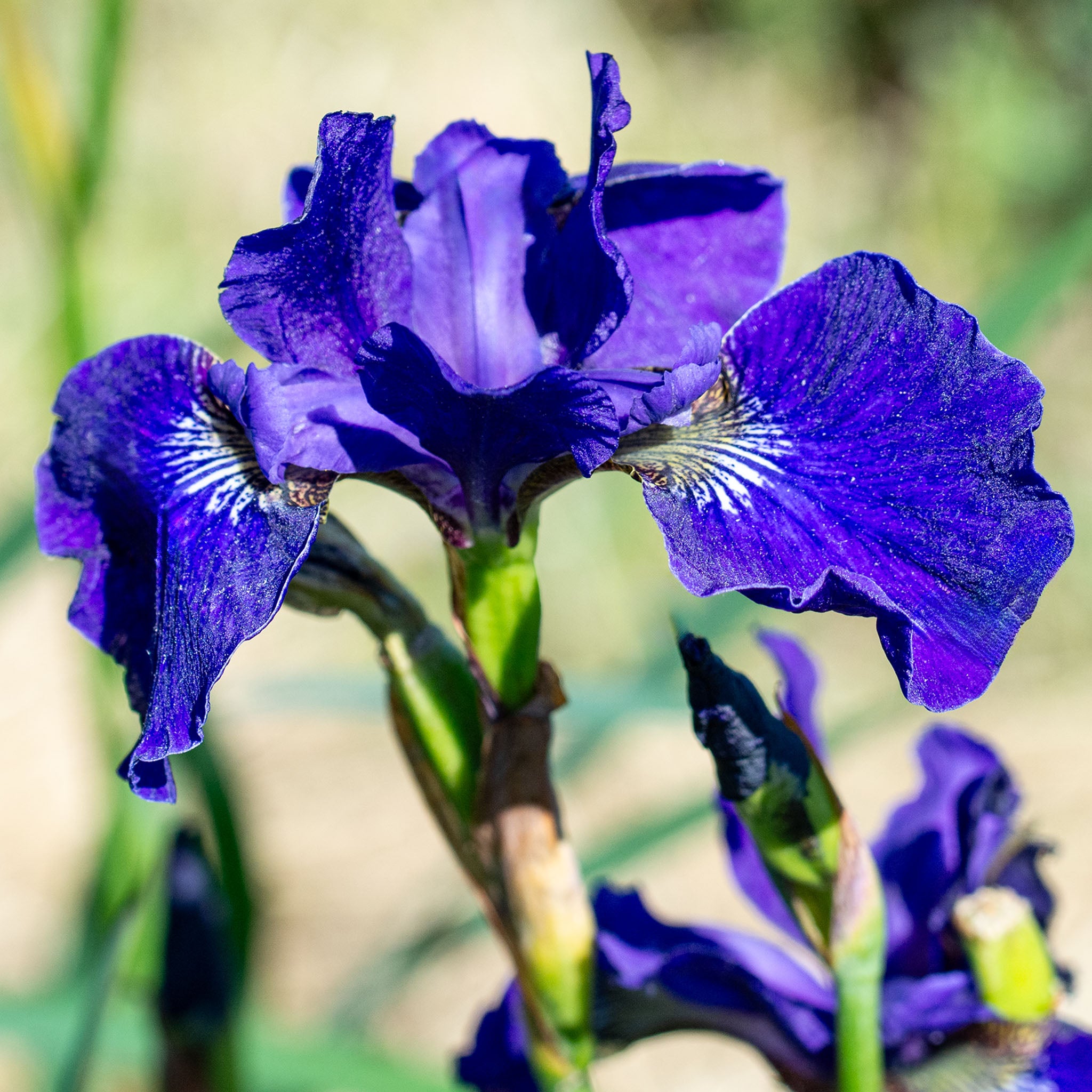Iris, Siberian, High Standards