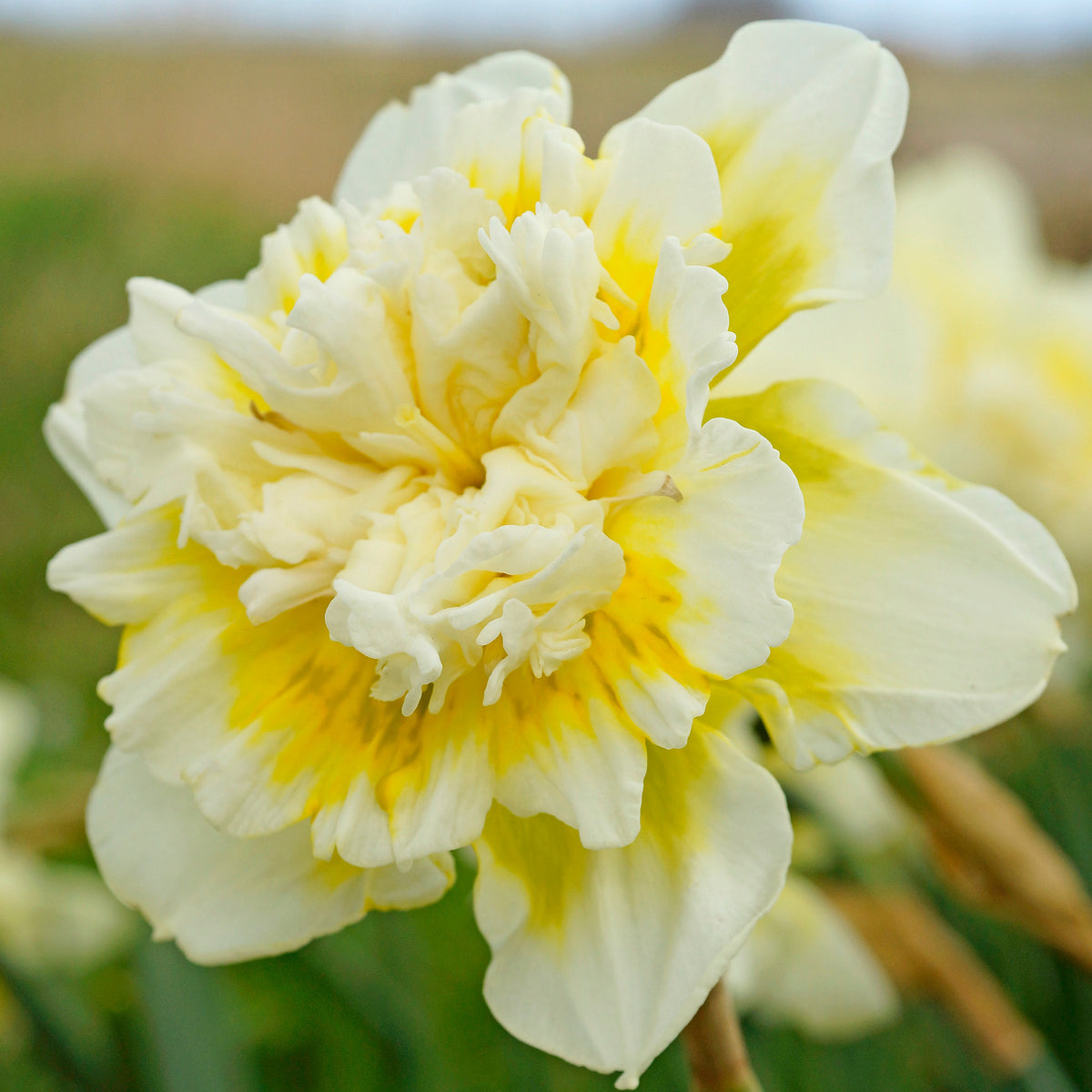 Daffodil, Ice King, 10 Pack