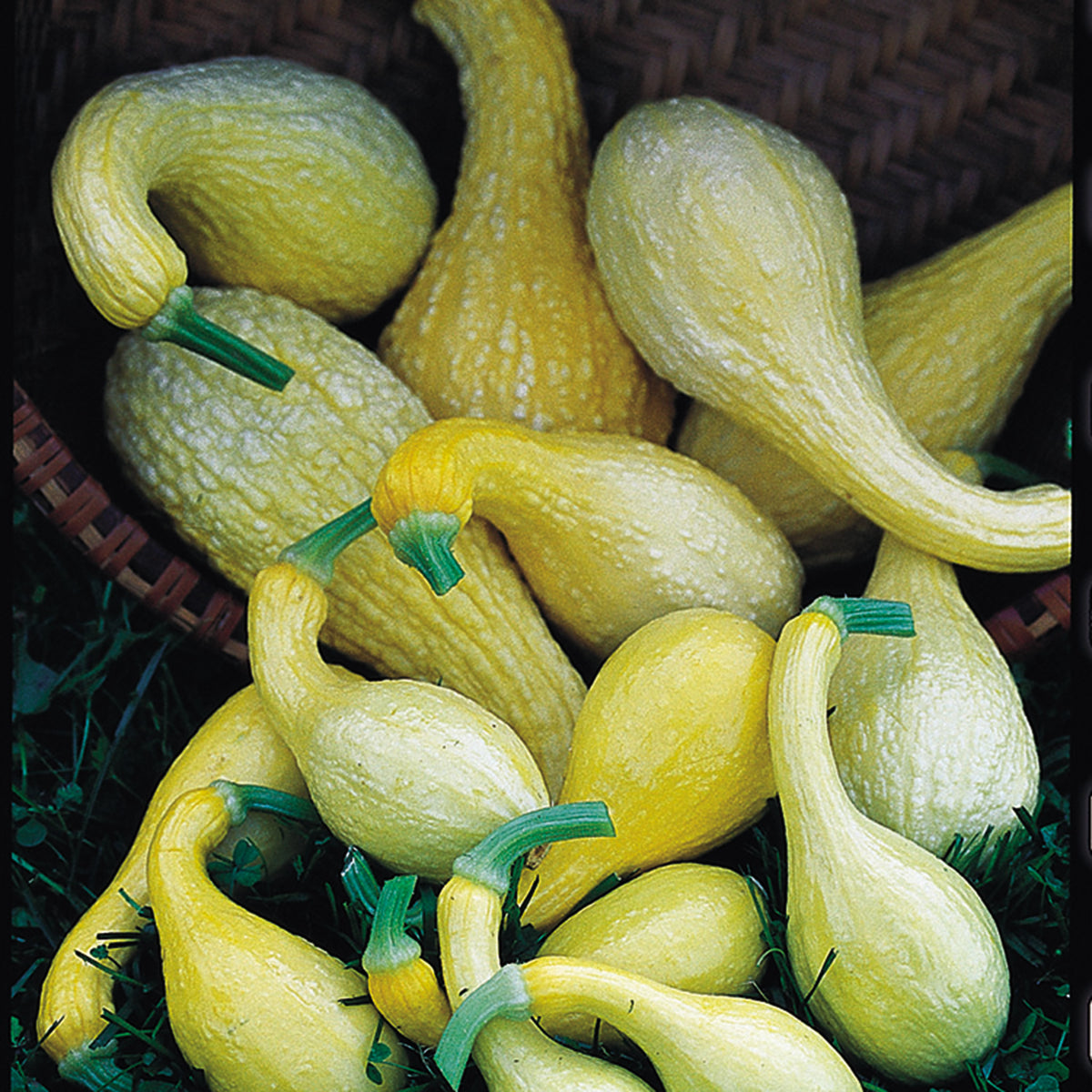 Squash, Summer, Early Golden Crookneck