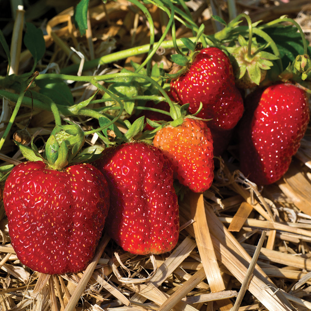 Strawberry, Everbearing, Albion, 25 Plants