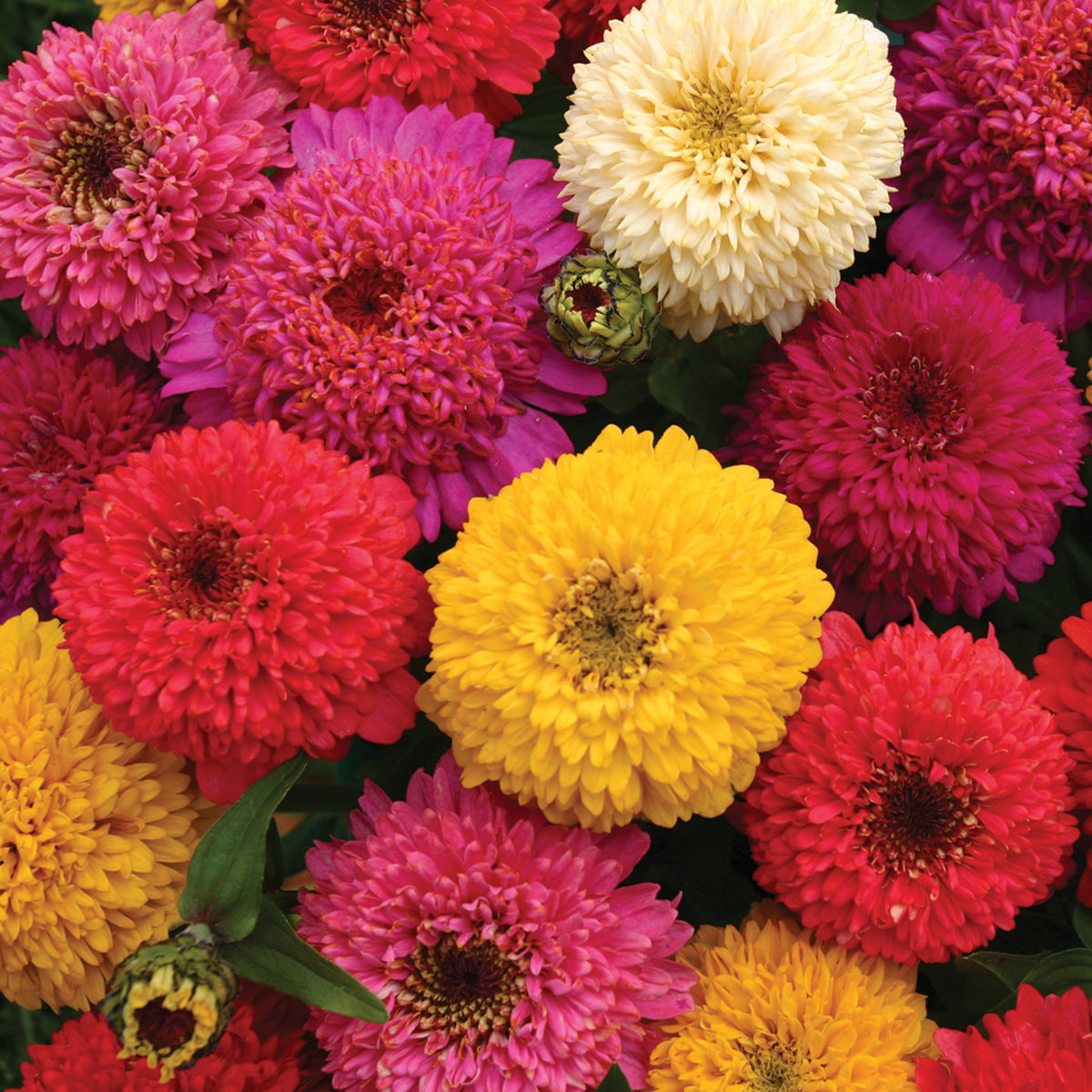 Zinnia, Candy Mix