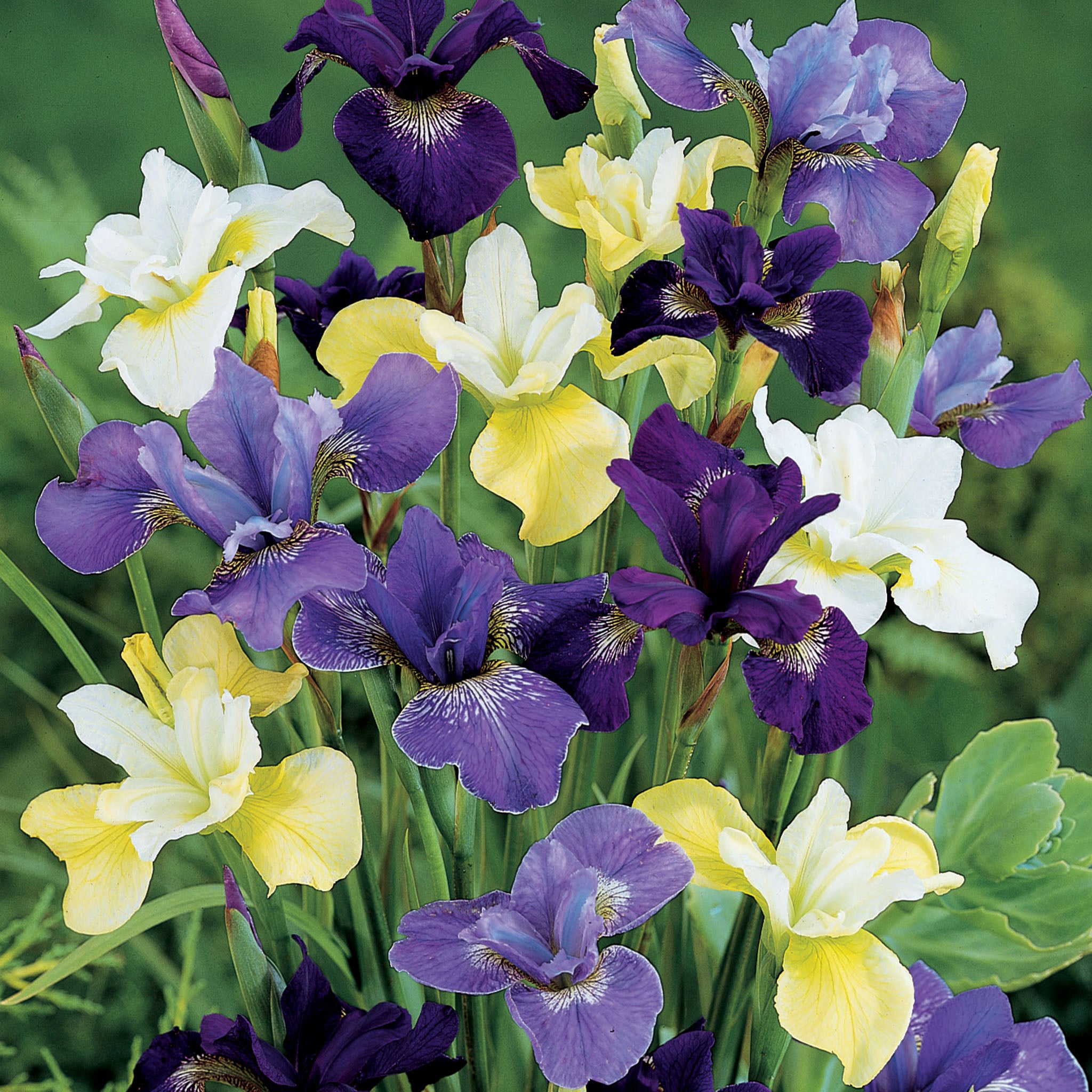 Iris, Siberian, Naturalizing Mix, Pack of 3
