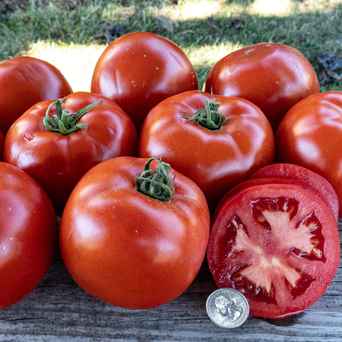 Tomato, Celebrity Plus Hybrid