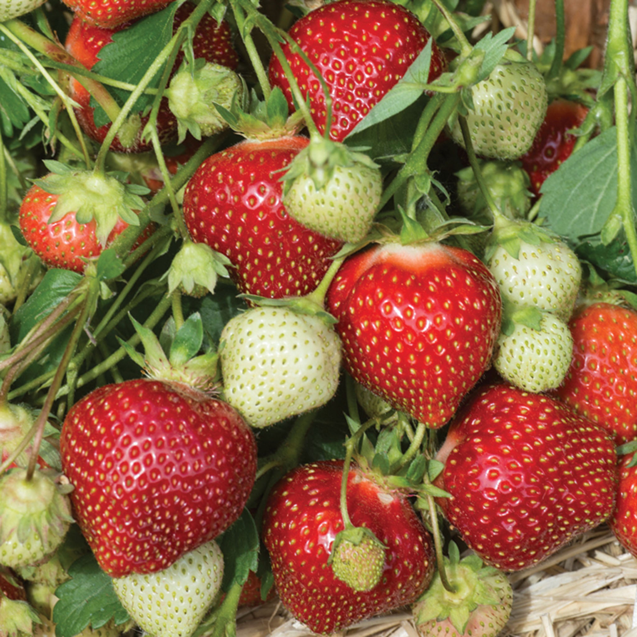 Strawberry, June Bearing, Galletta, 25 Plants