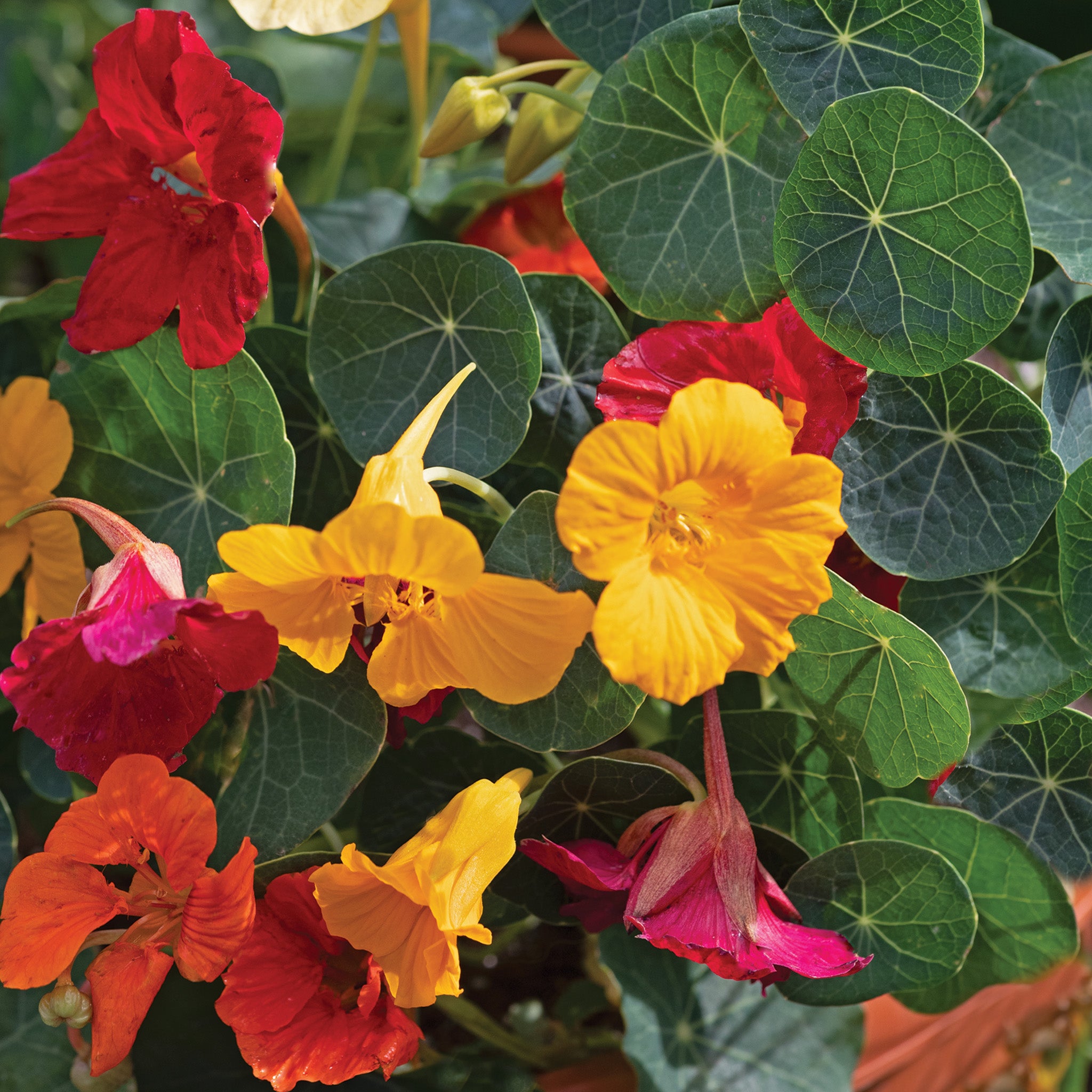 Nasturtium, Baby™ Mix