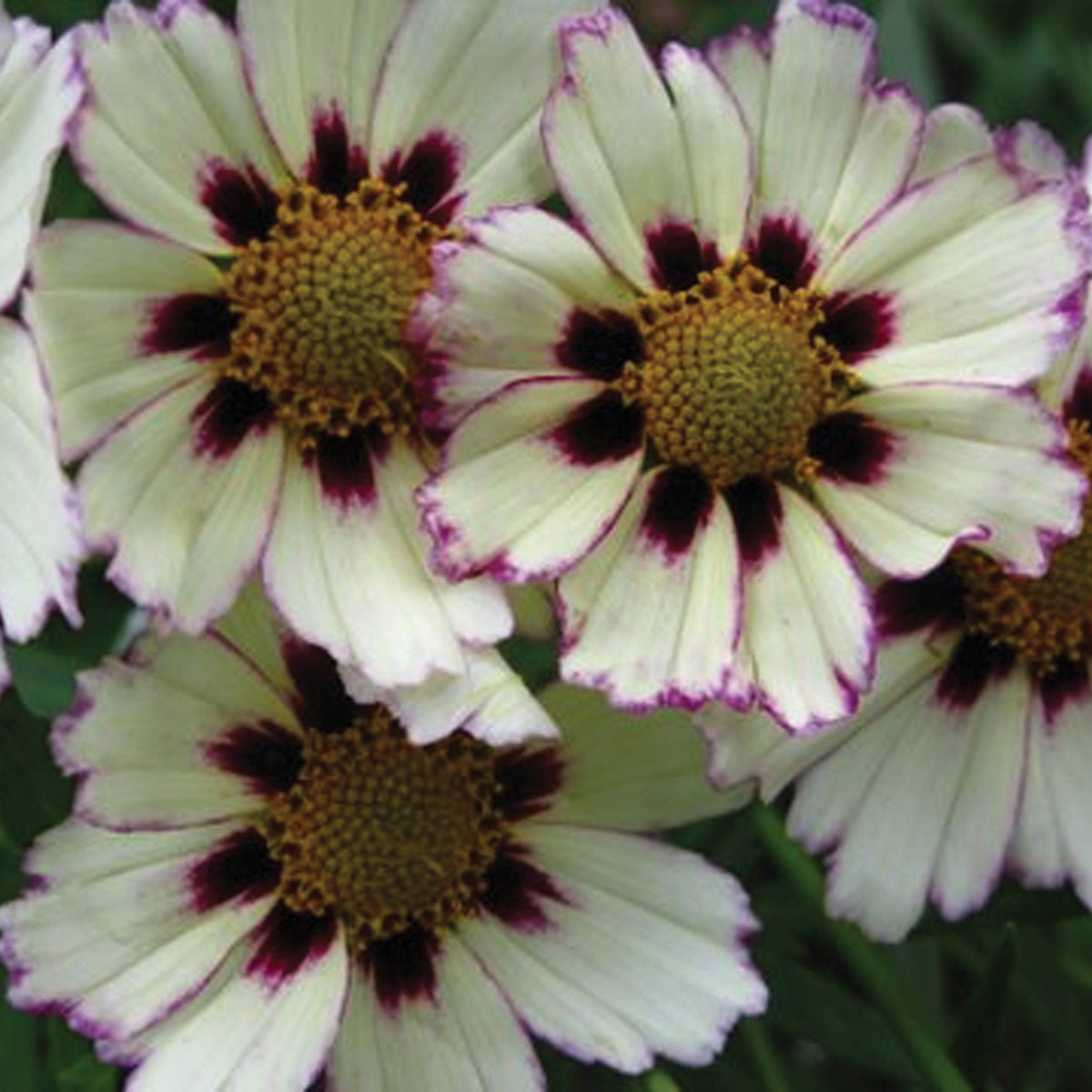 Coreopsis, Big Bang™ Star Cluster