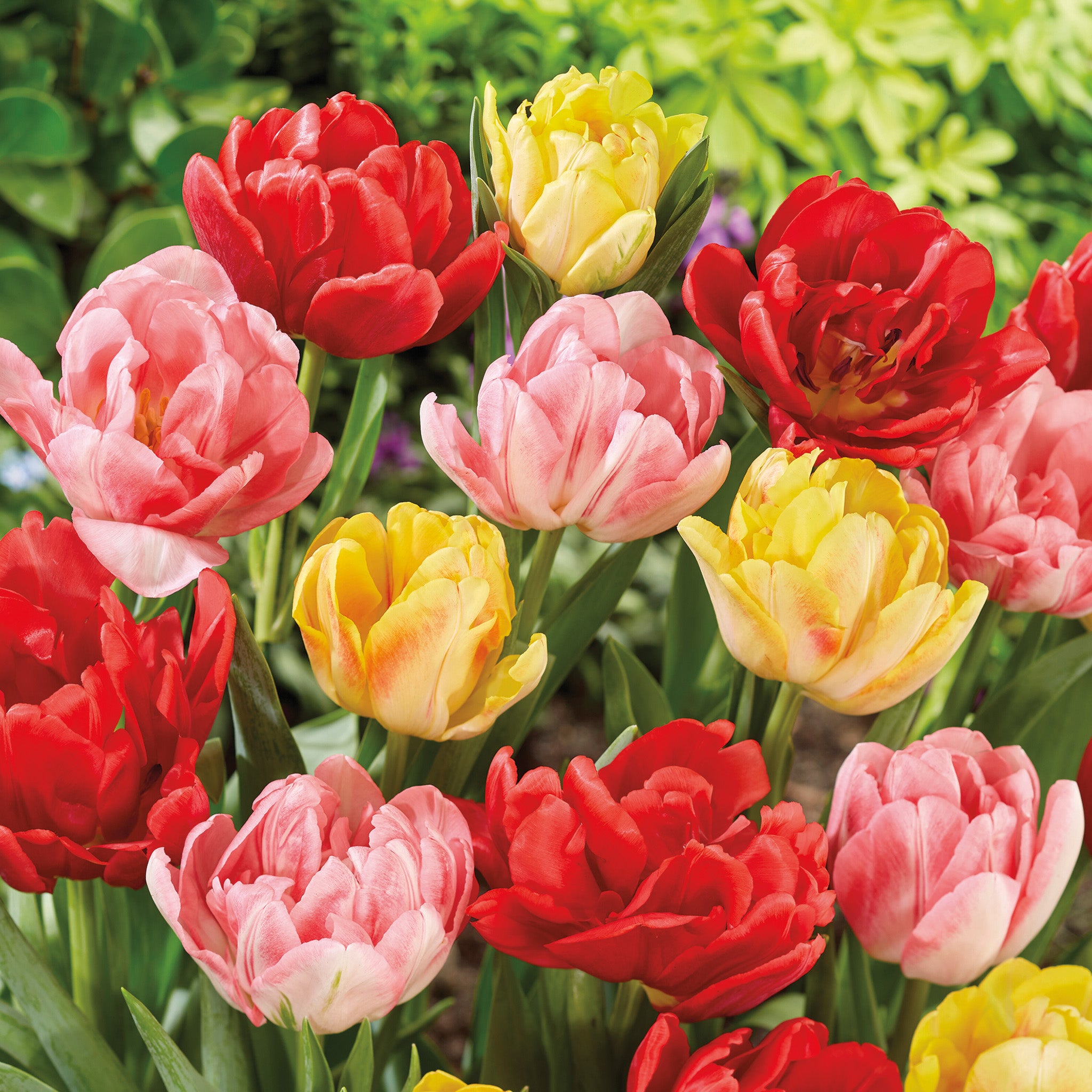 Tulip, Foxtrot Mix, 25 Pack