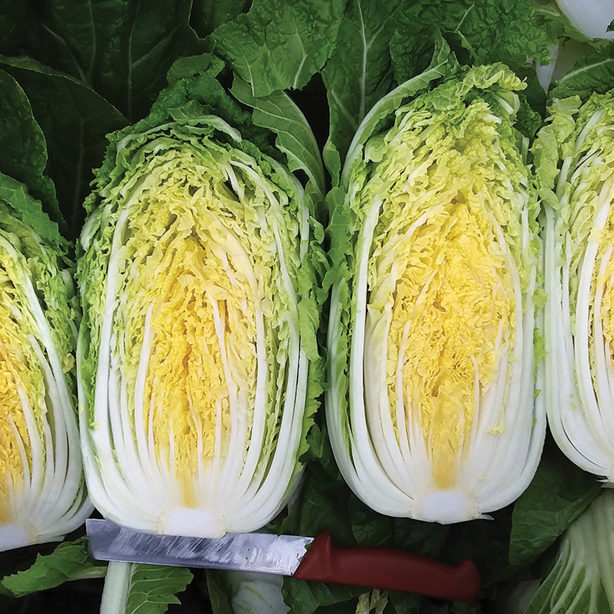 Cabbage, Napa, Yoda Hybrid