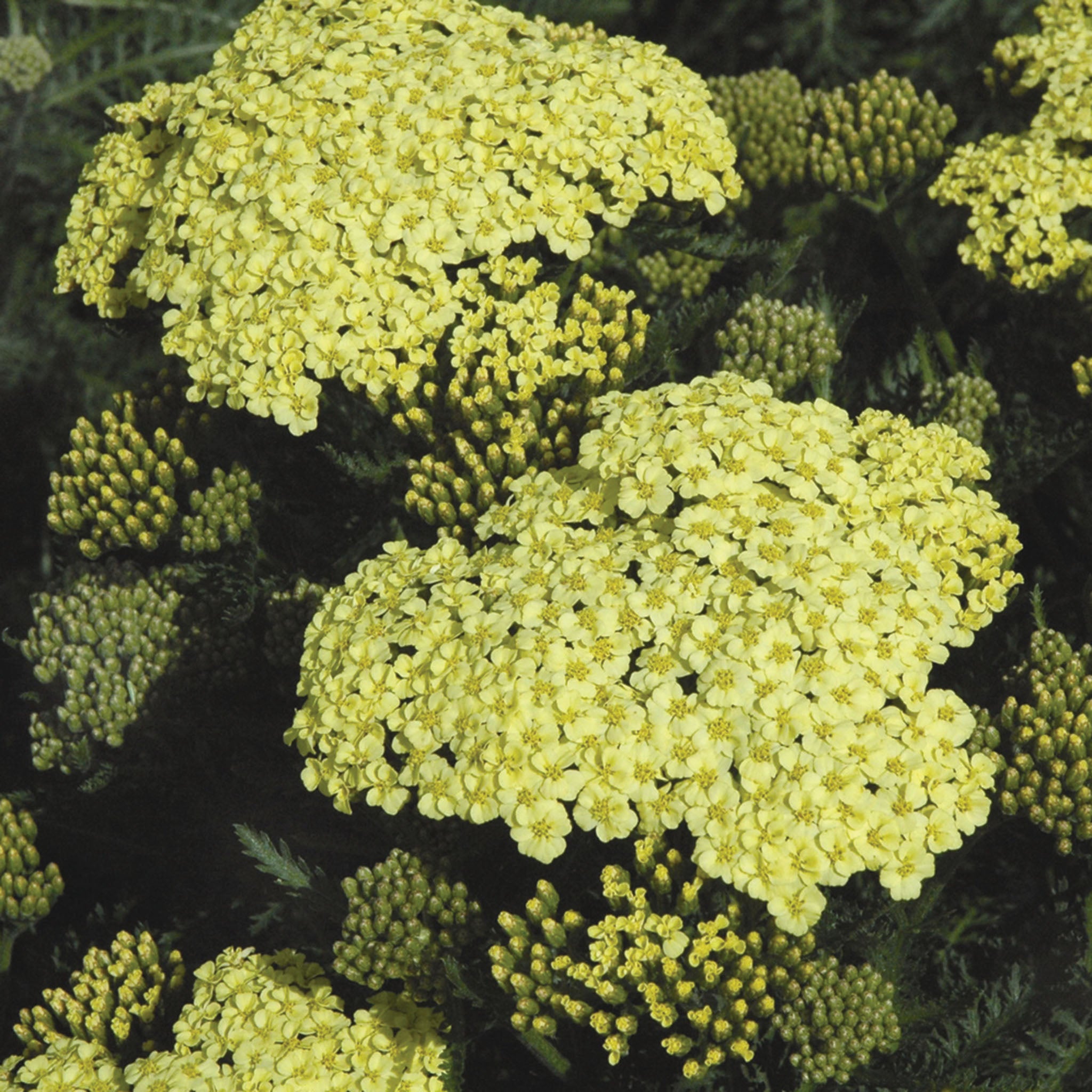 Yarrow, Sunny Seduction