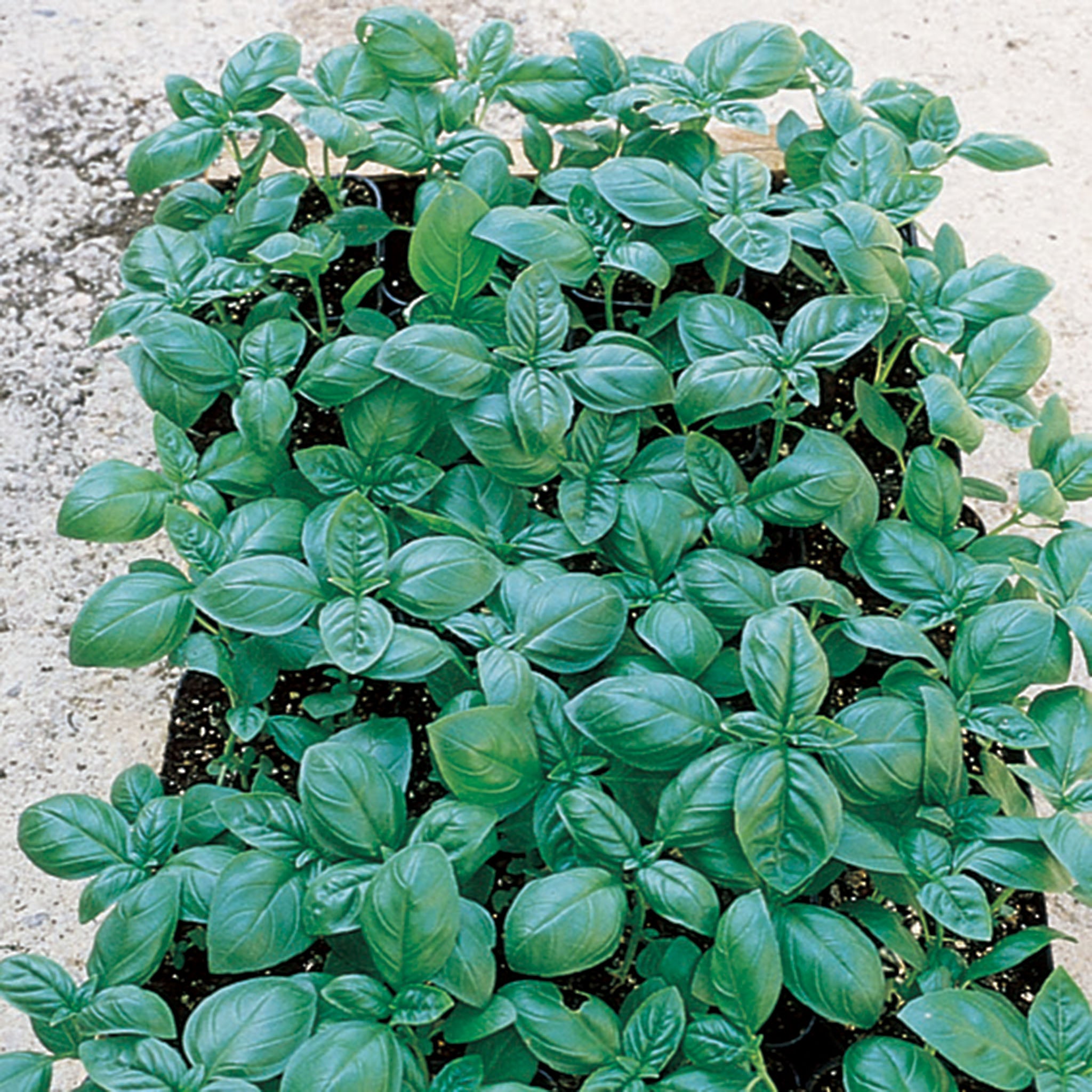 Basil, Large Sweet Italian