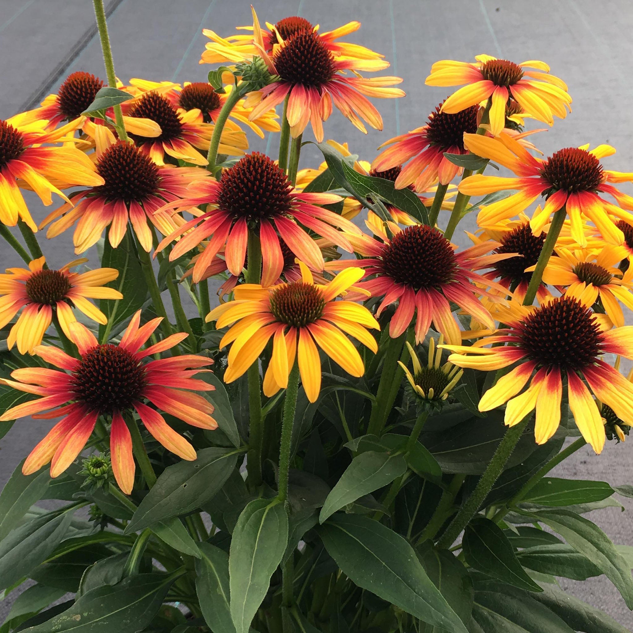 Echinacea, SunSeekers® Tequila Sunrise