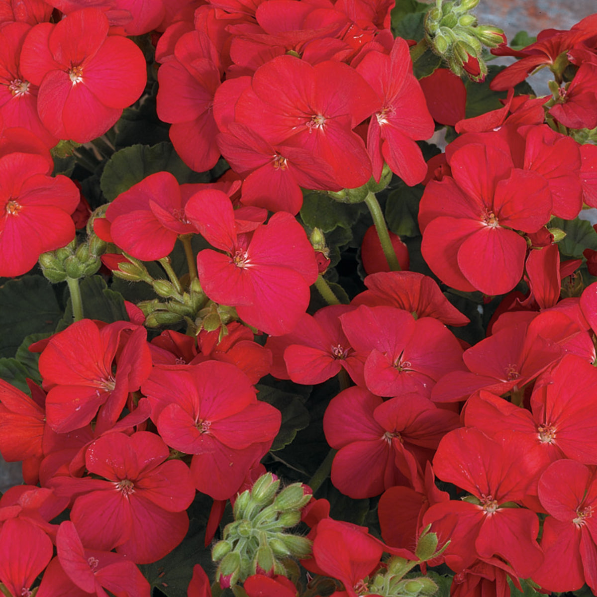 Geranium, Multibloom™ Red Improved Hybrid
