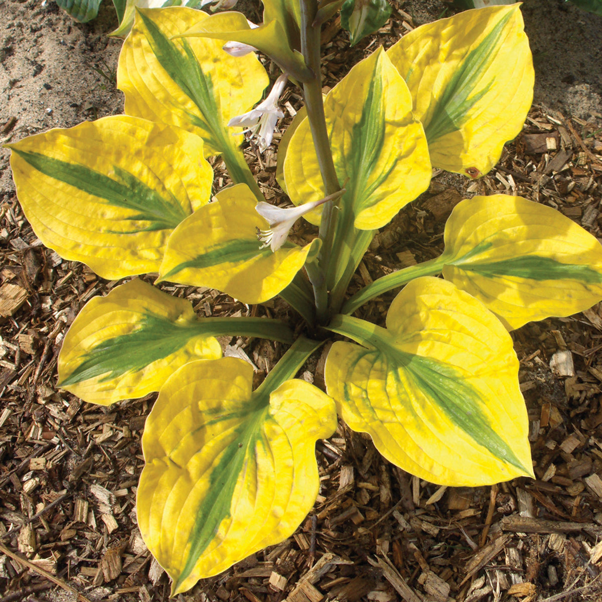 Hosta, Glad Rags