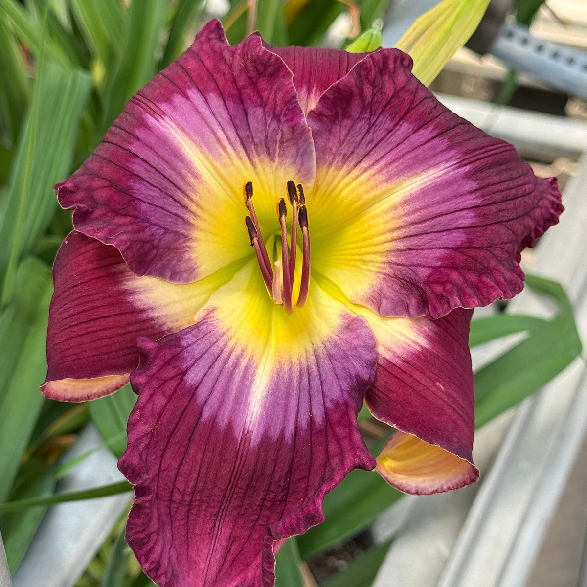 Daylily, Water Dragon