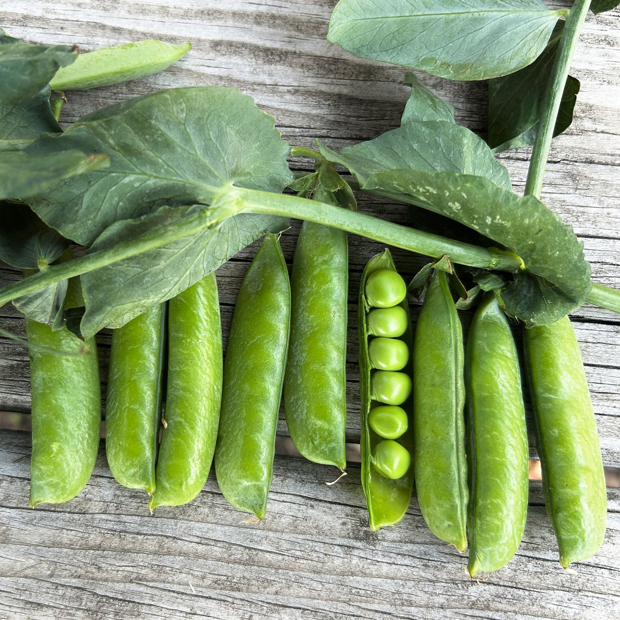 Pea, Strike