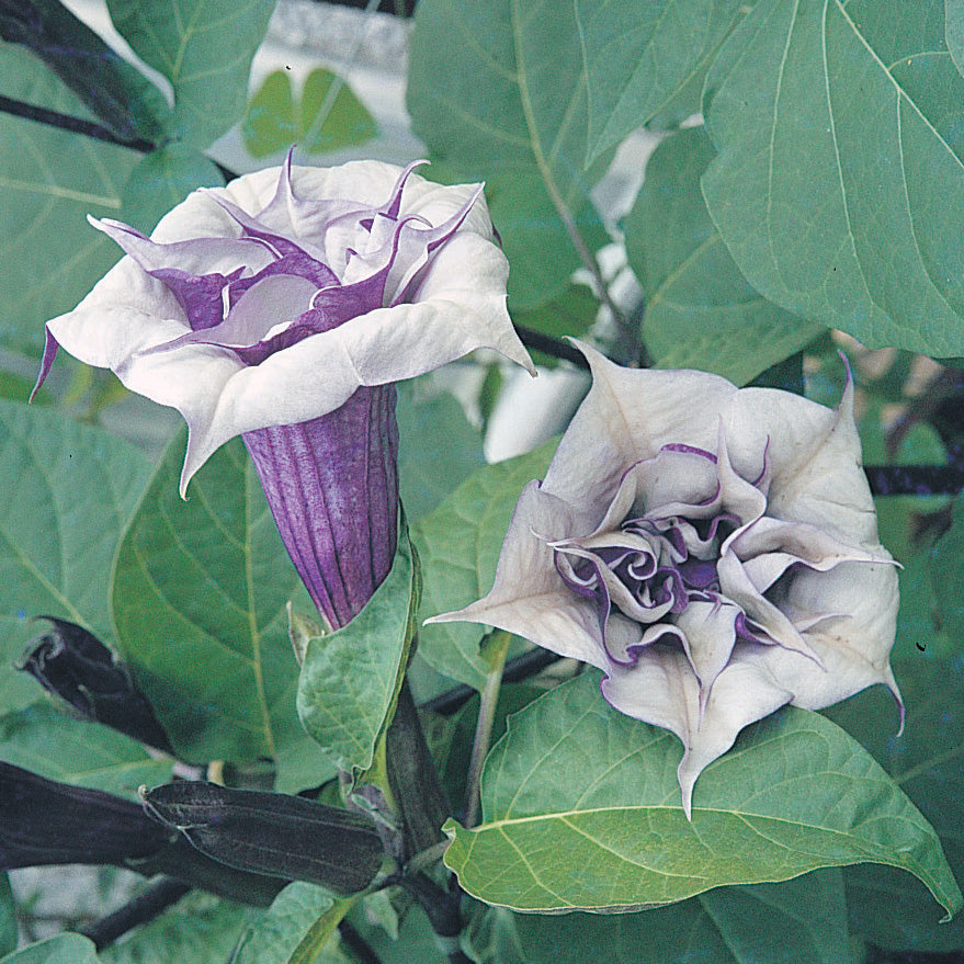 Datura, Double Lavender – Jung Seed Company