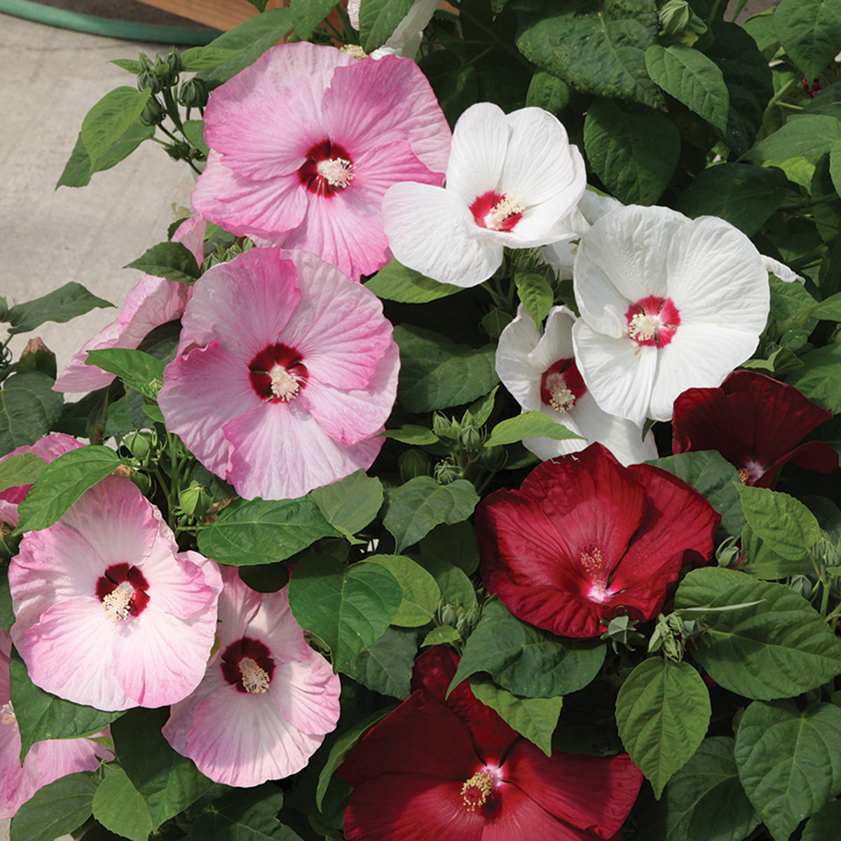 Hibiscus, Honeymoon™ Mix Hybrid