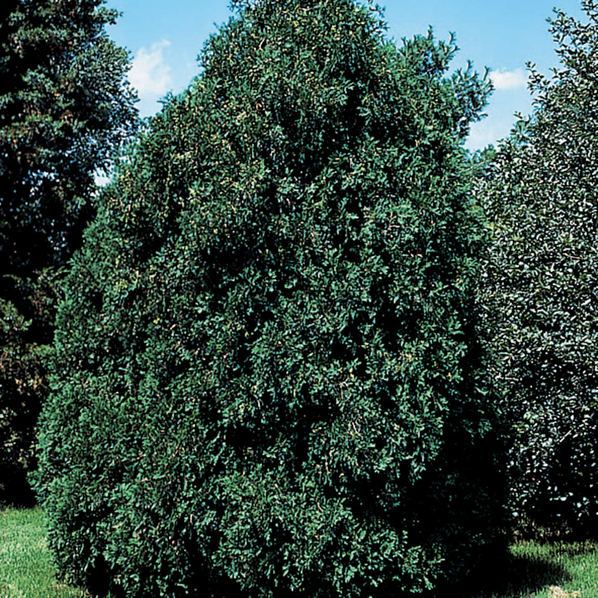 Arborvitae, Techny