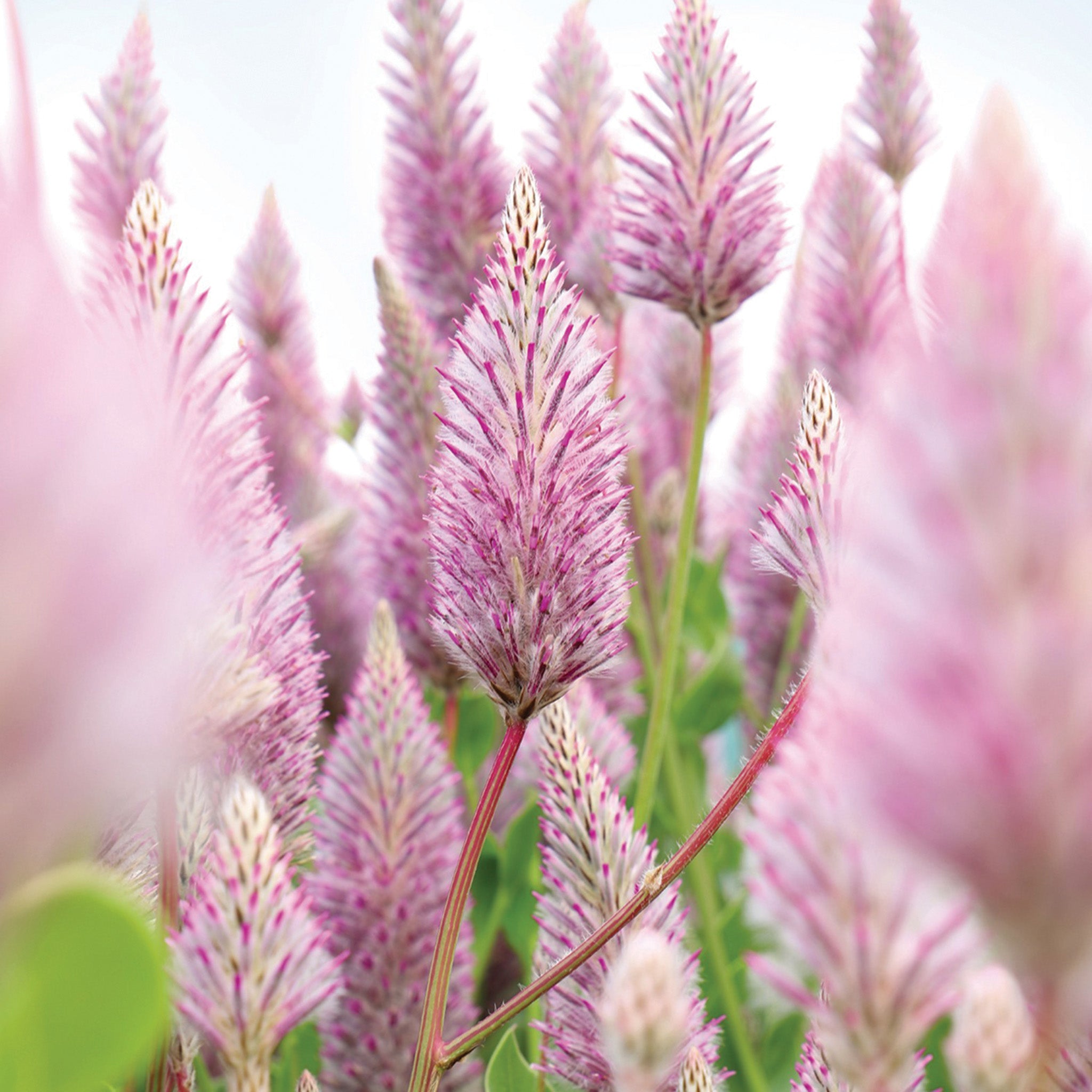 Ptilotus, Matilda