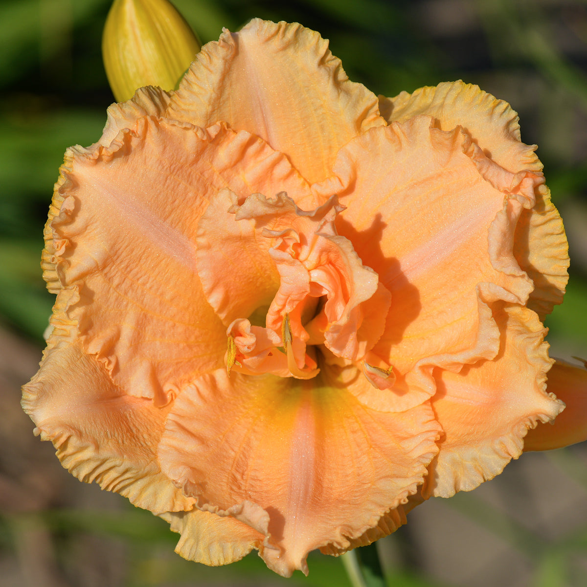 Daylily, Winning Ticket