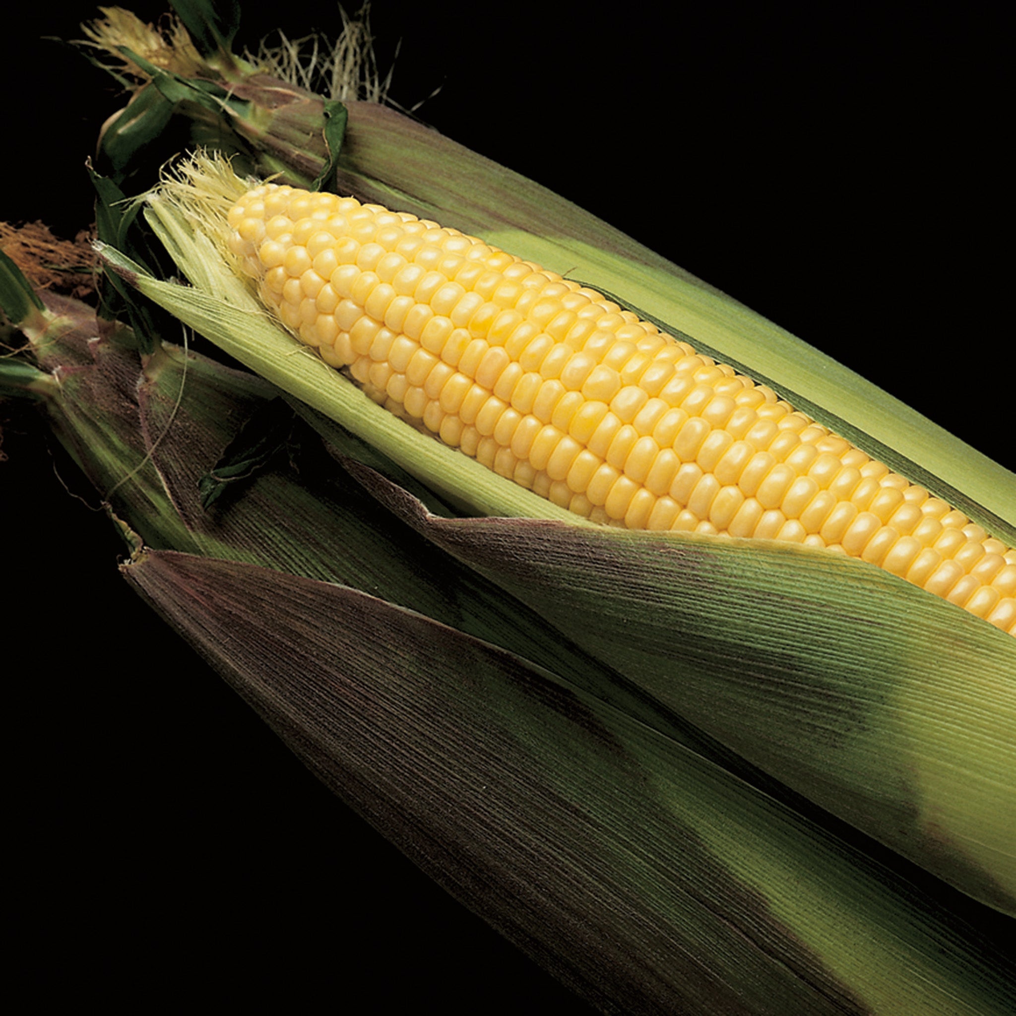 Sweet Corn, Kandy Korn Yellow Hybrid, Treated