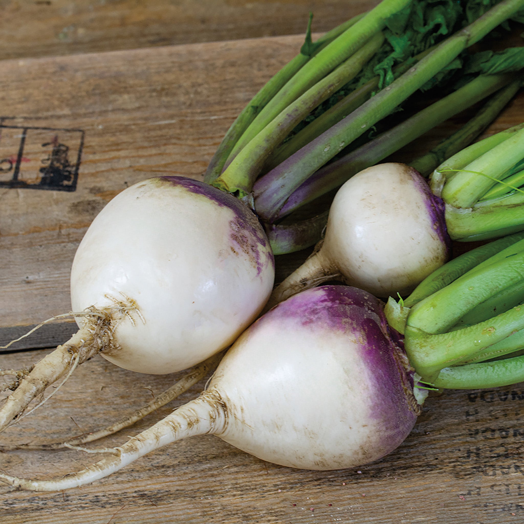 Turnip, Purple Top White Globe Organic