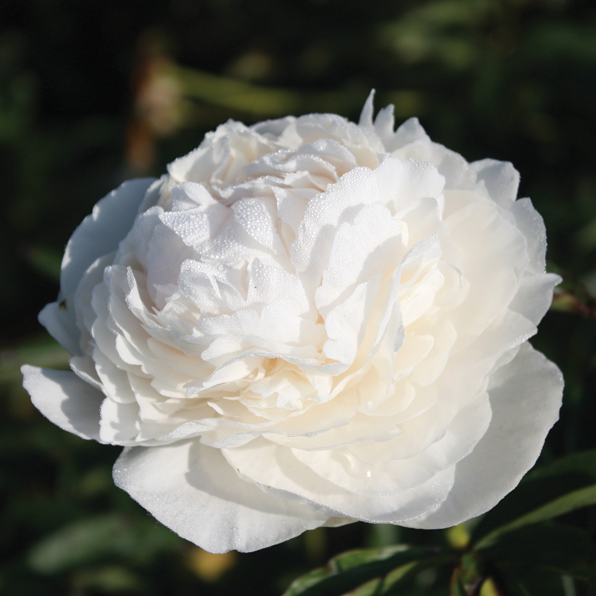 Peony, Kelway's Glory