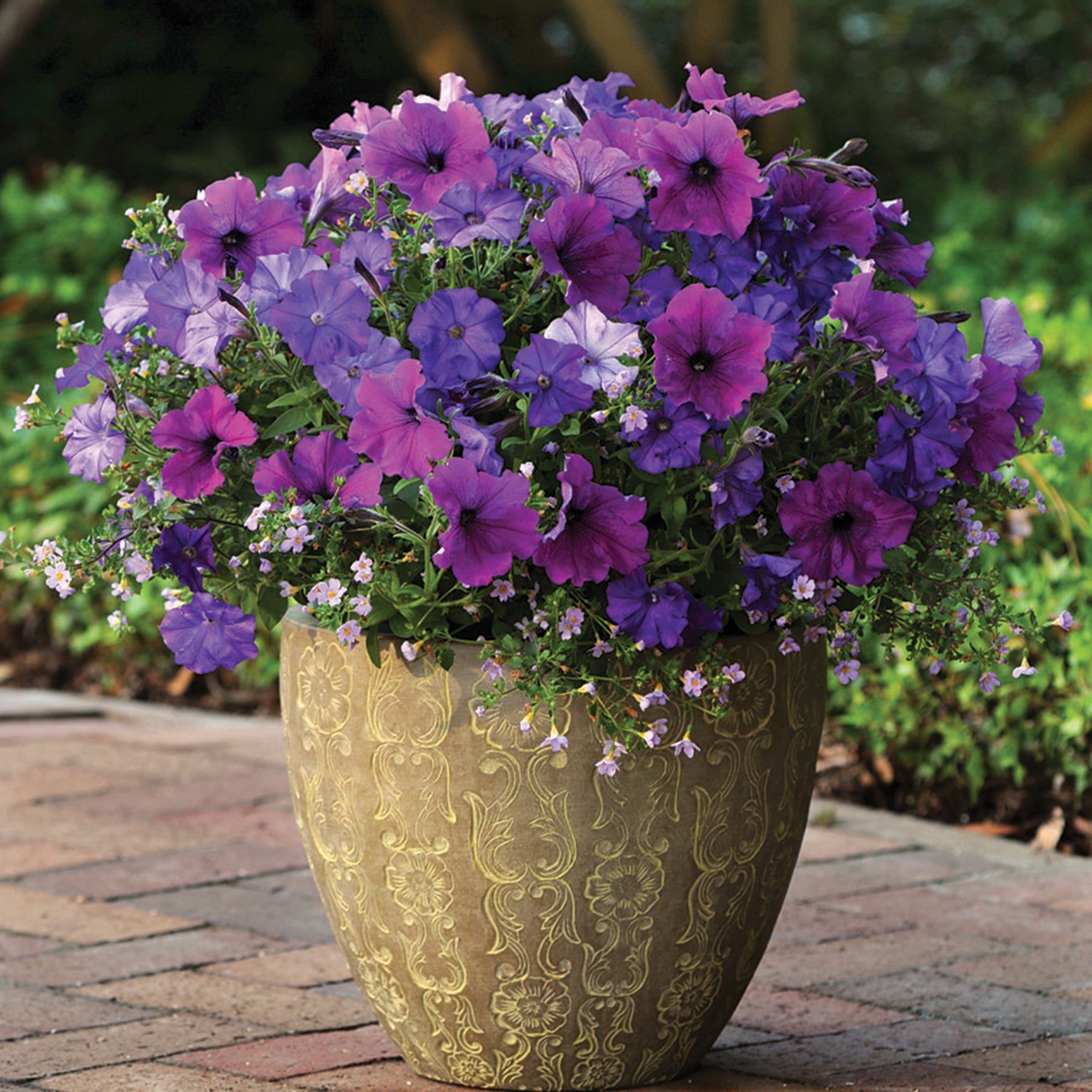 Petunia, Fuseables® Healing Waters Hybrid