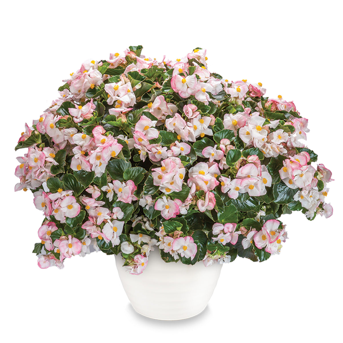 Begonia, Tophat™ Rose Bicolor Hybrid
