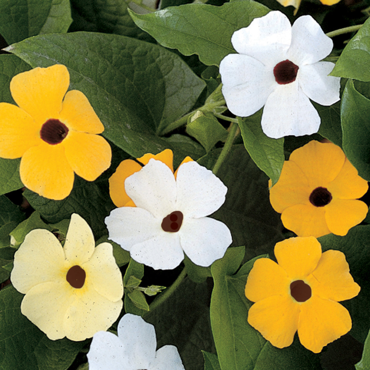 Thunbergia, Alata Mix