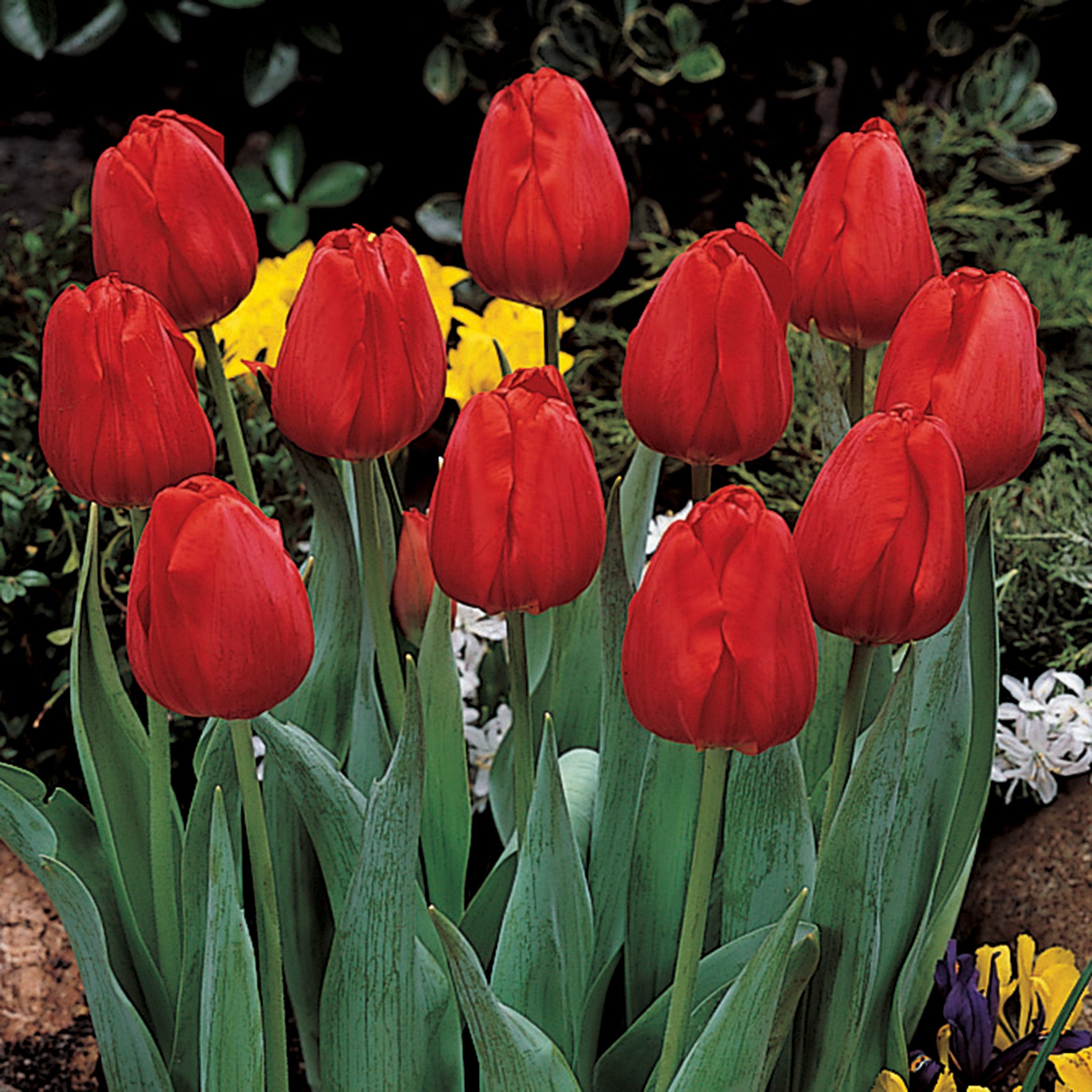Tulip, Apeldoorn, 10 Pack