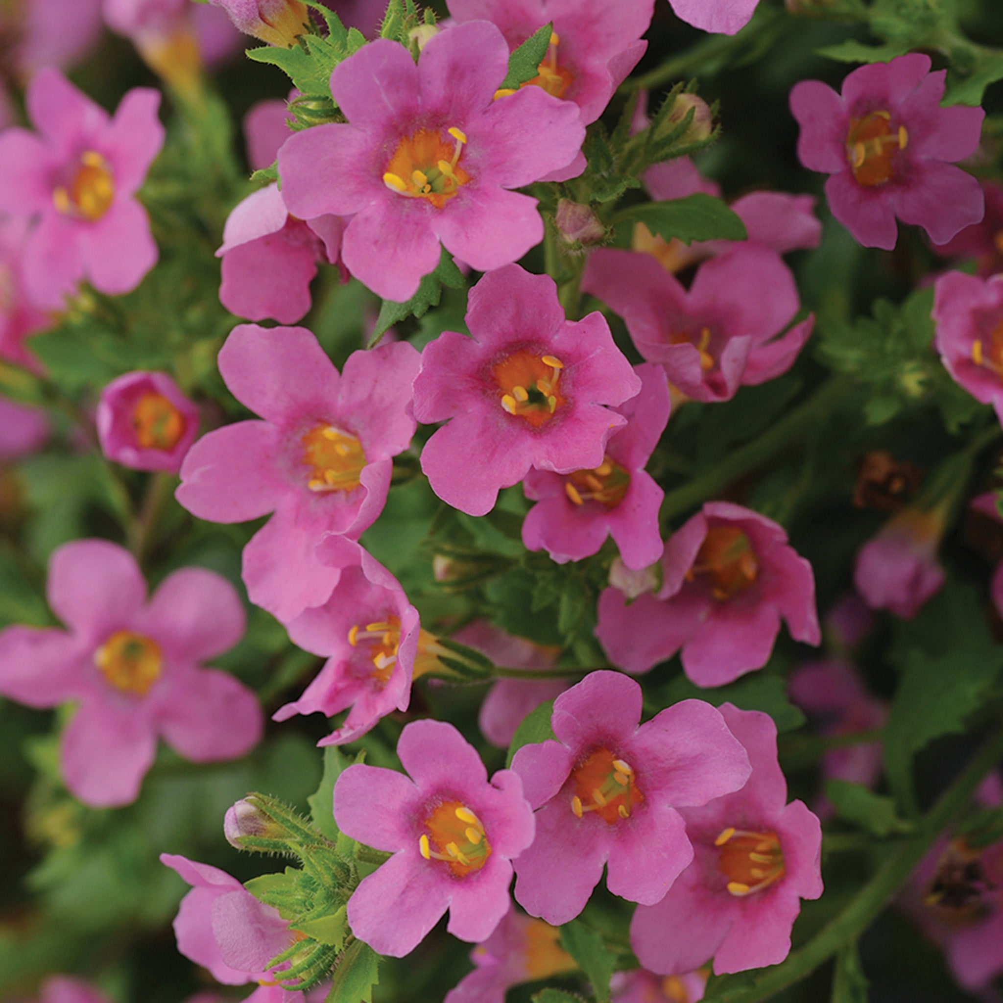 Bacopa, Pinktopia® Hybrid