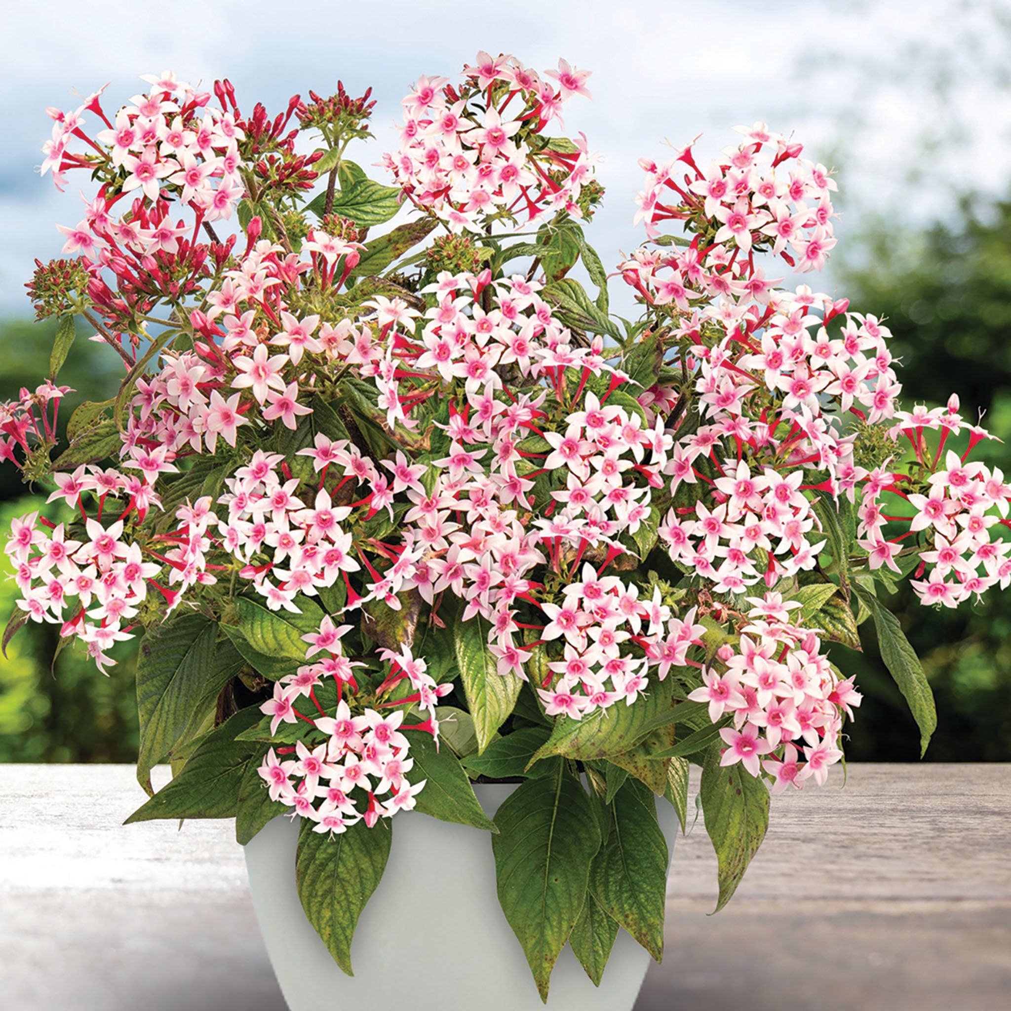 Pentas, Graffiti® 20/20 Appleblossom Hybrid
