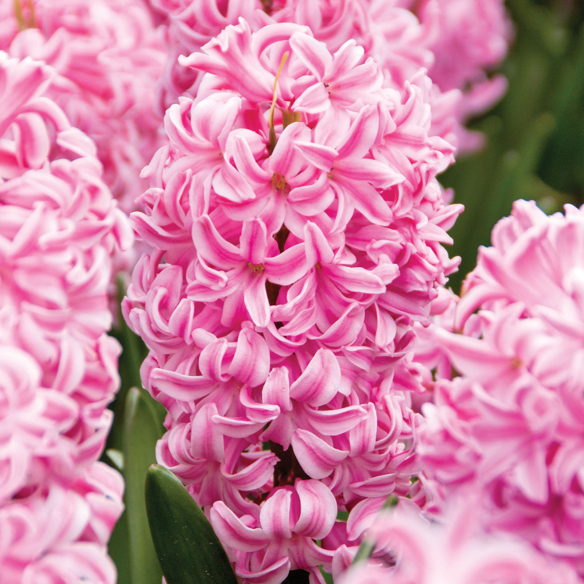 Hyacinth, Fondant, 10 Pack