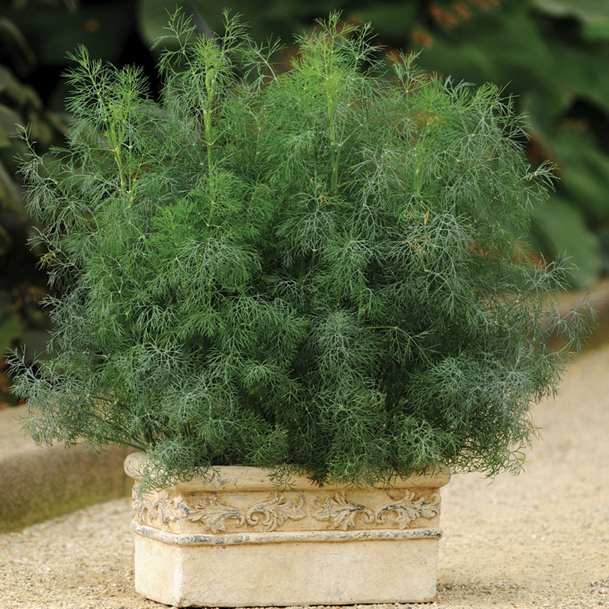 Dill, Fernleaf