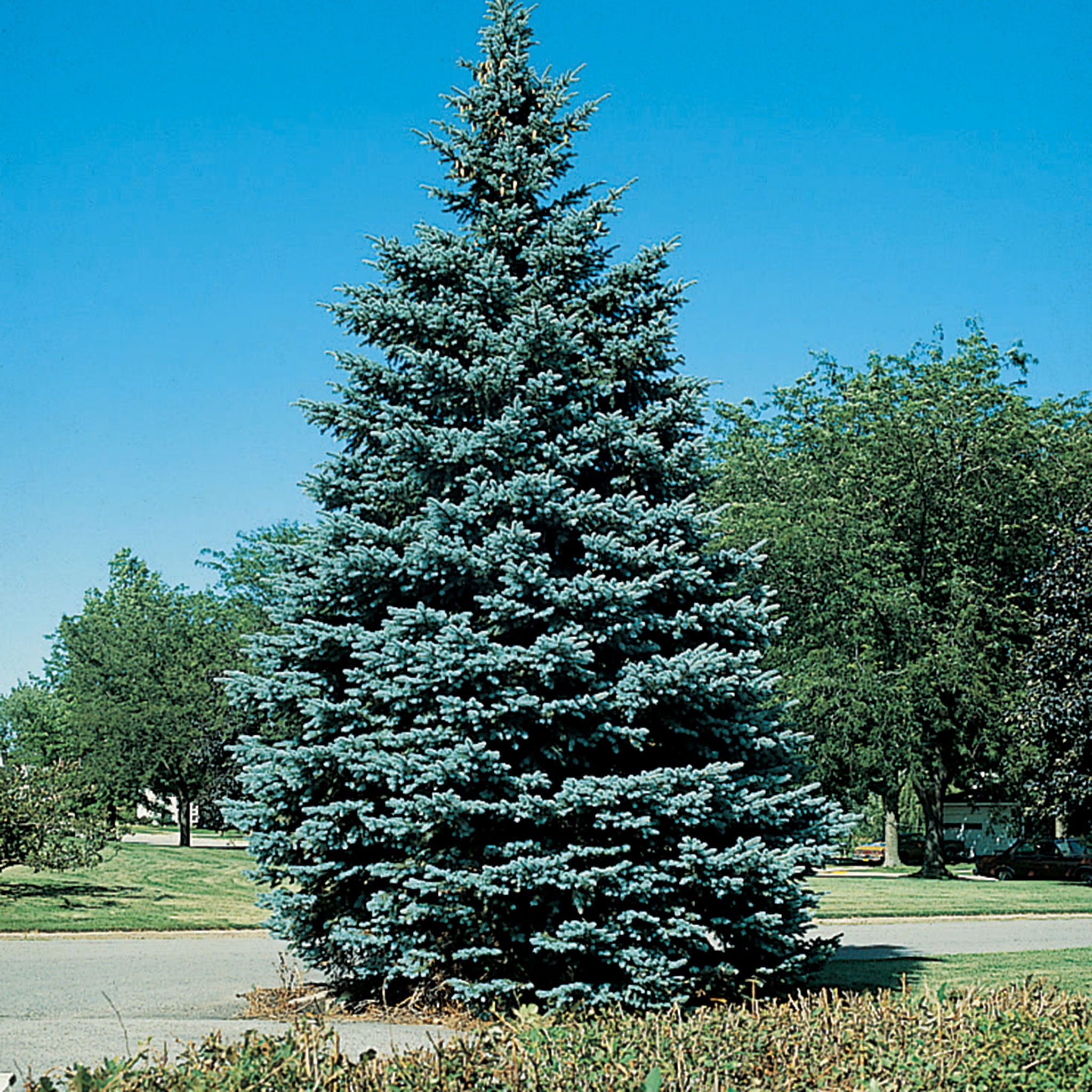 Spruce, Colorado, 10 Seedlings