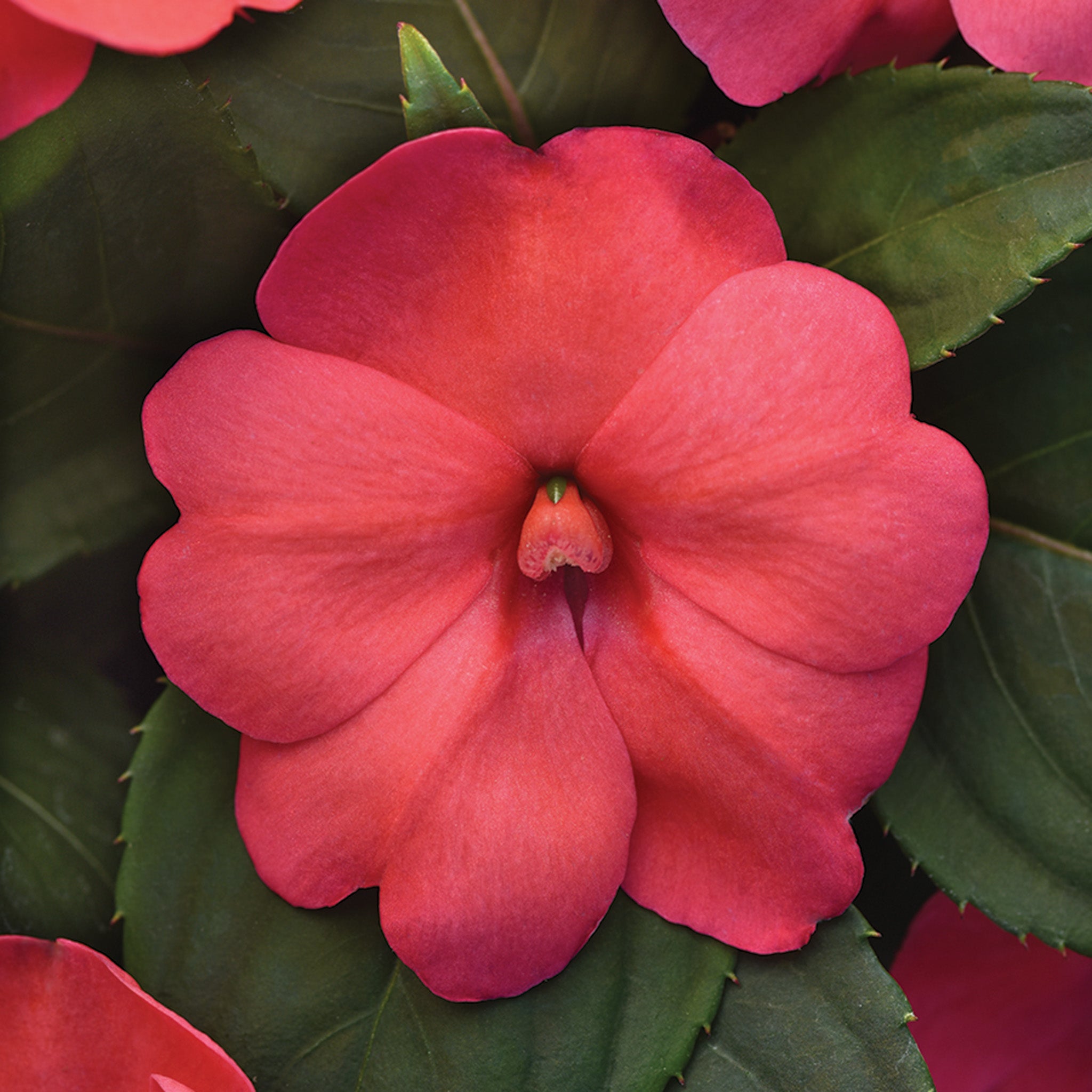 Impatiens, Solarscape™ XL Salmon Glow Hybrid